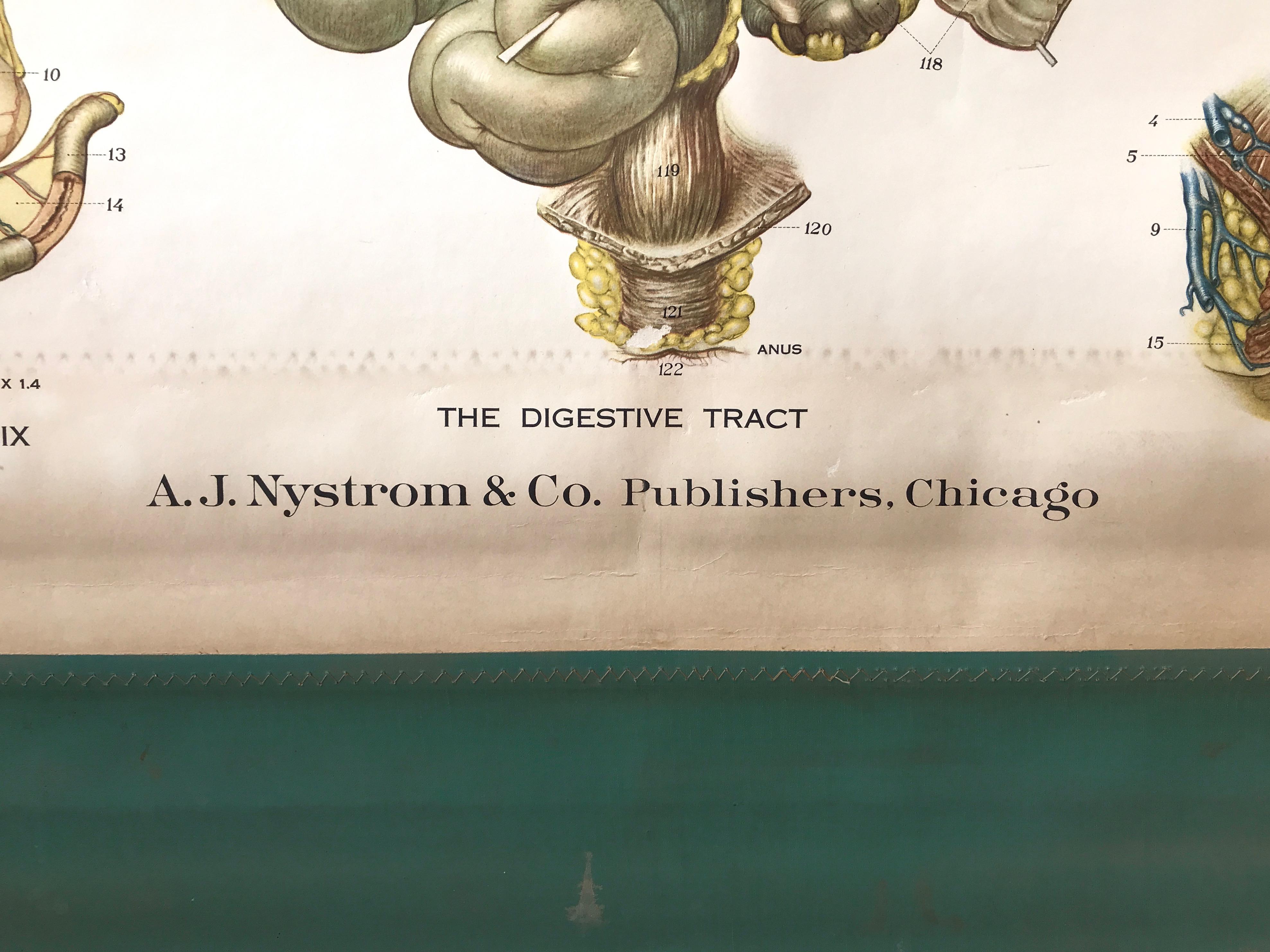 Tableau anatomique de Frohse par A.J. Nystrom, planche n° 8 : Système de digestive, 1947 en vente 4