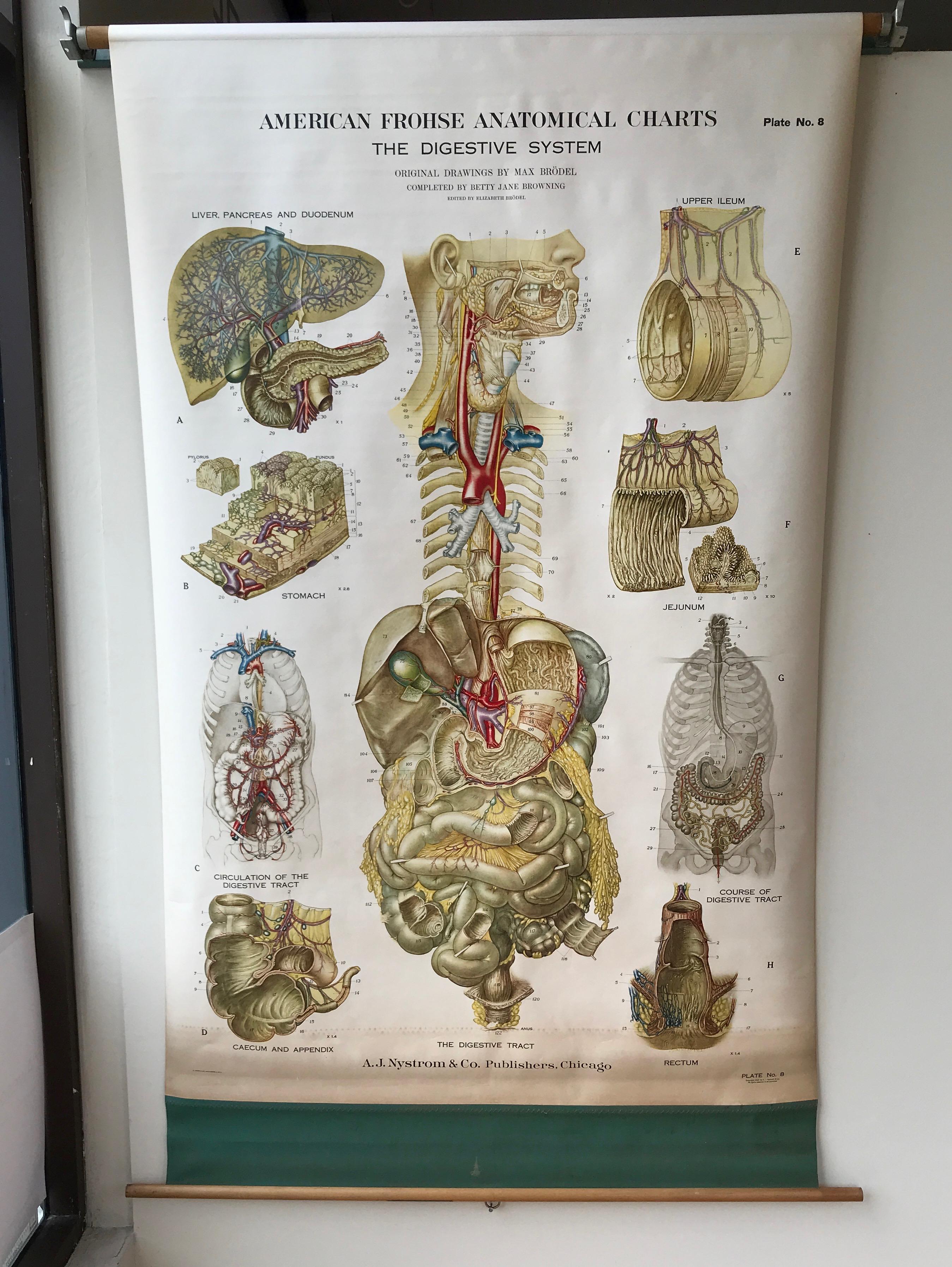 An impressively sized and meticulously executed American Frohse pulldown anatomical chart depicting the human digestive system, published by A.J. Nystrom & Co., Chicago.

Plate No. 8 in an influential series of large, highly detailed color