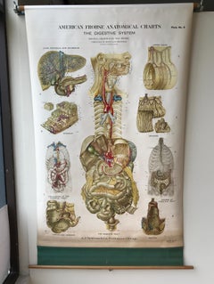 Frohse Anatomical Chart by A.J. Nystrom, Plate No. 8: Digestive System, 1947