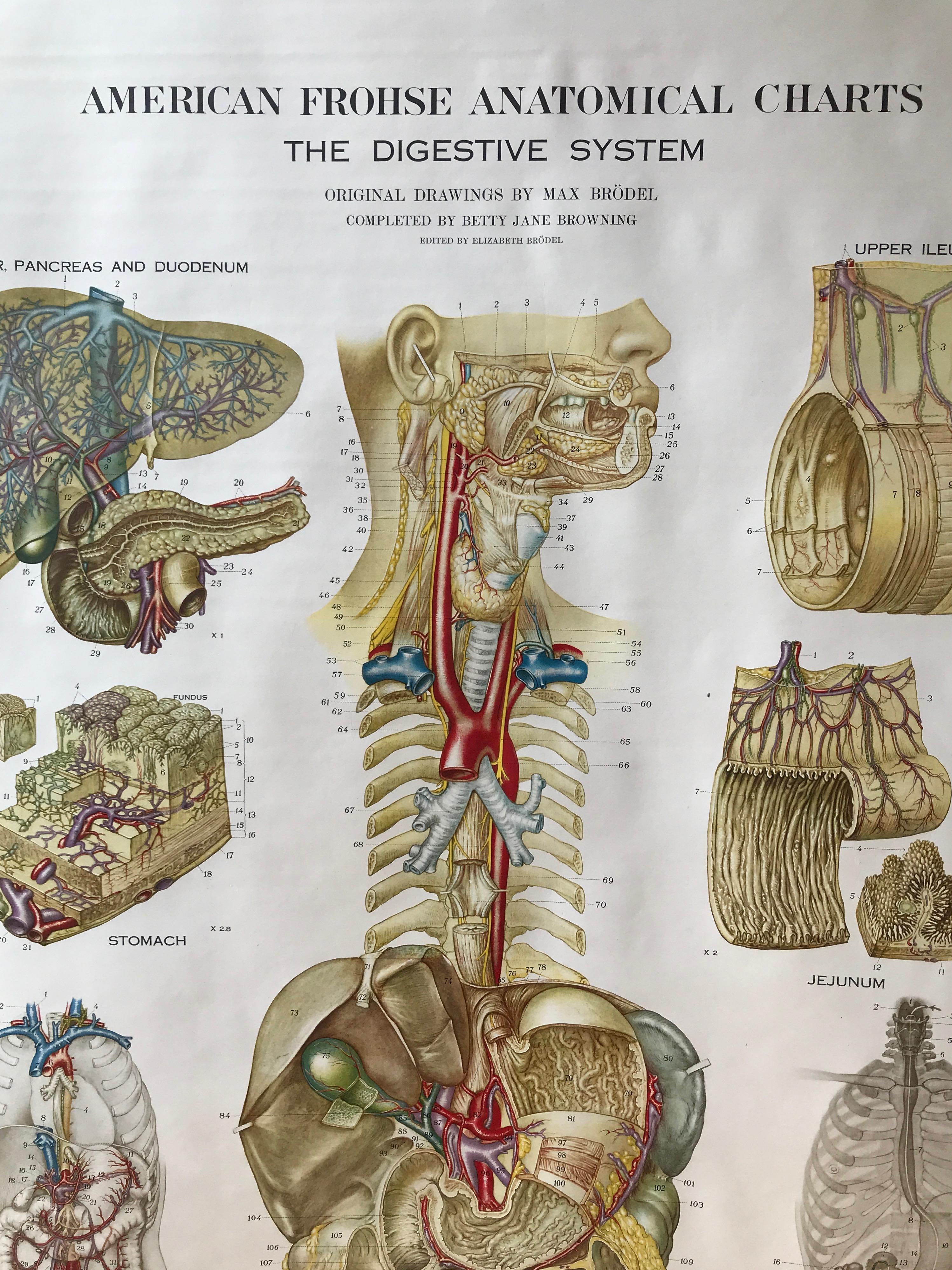 Industriel Tableau anatomique de Frohse par A.J. Nystrom, planche n° 8 : Système de digestive, 1947 en vente