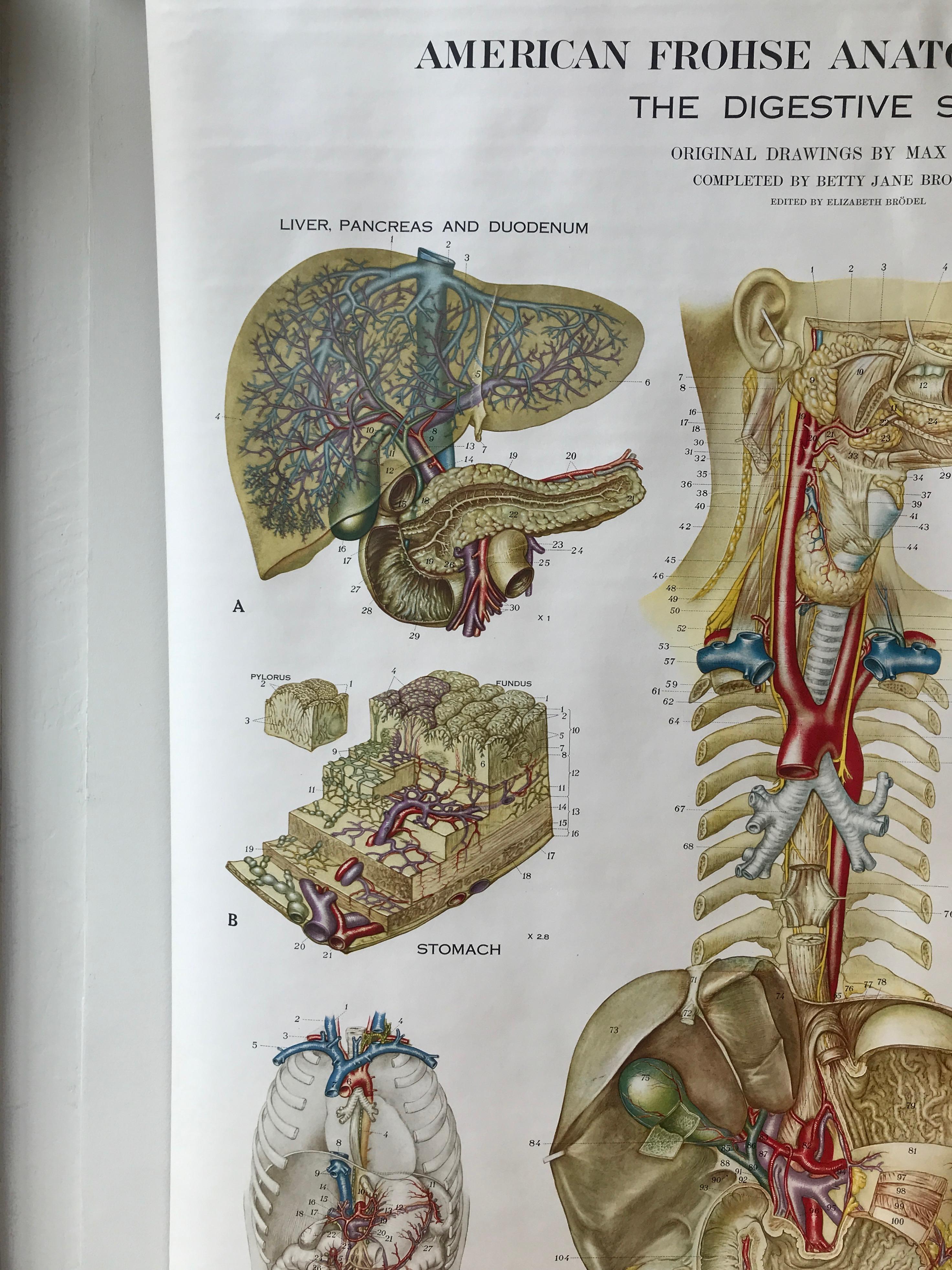 Américain Tableau anatomique de Frohse par A.J. Nystrom, planche n° 8 : Système de digestive, 1947 en vente