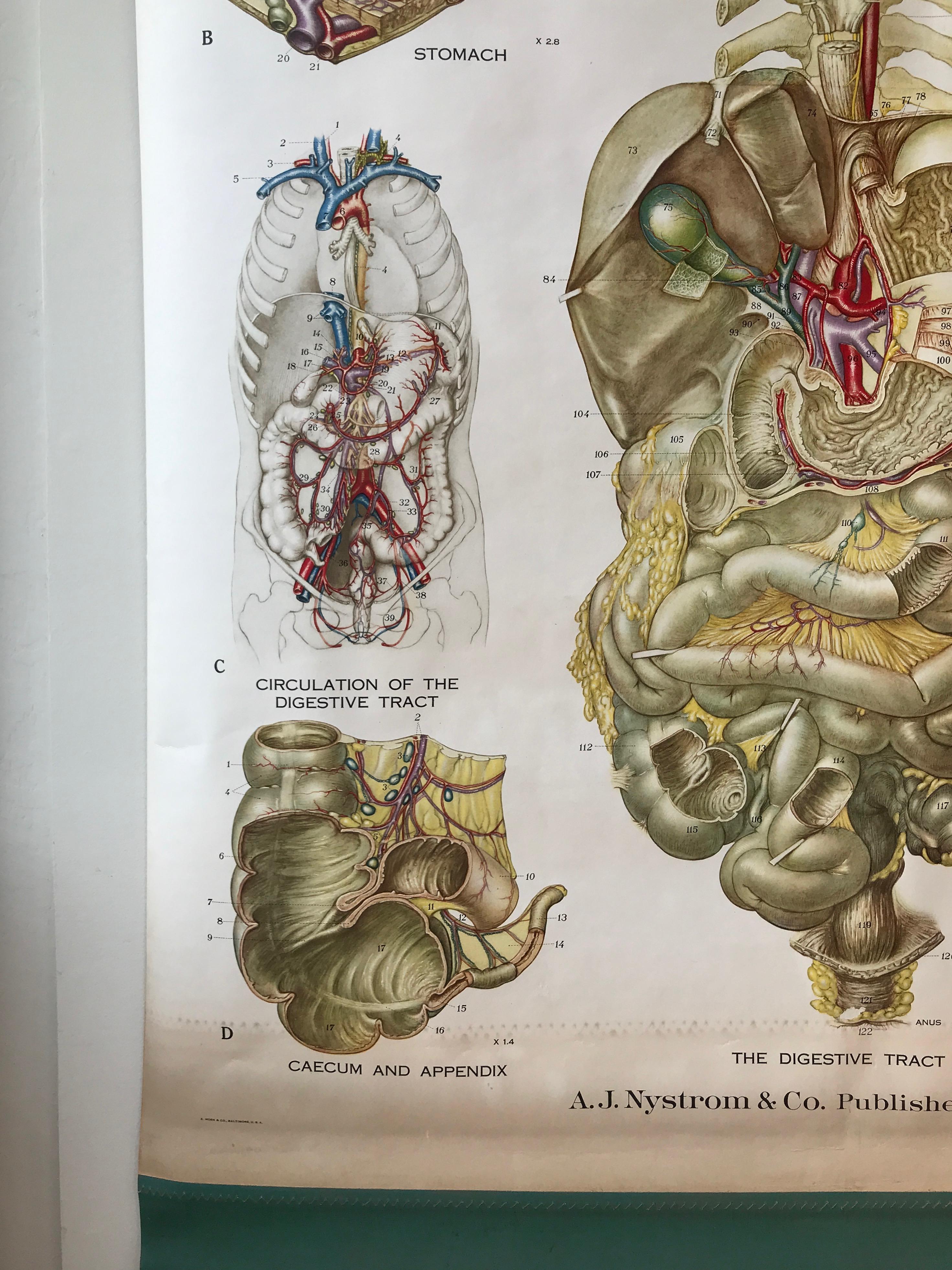 Tableau anatomique de Frohse par A.J. Nystrom, planche n° 8 : Système de digestive, 1947 Bon état - En vente à San Francisco, CA
