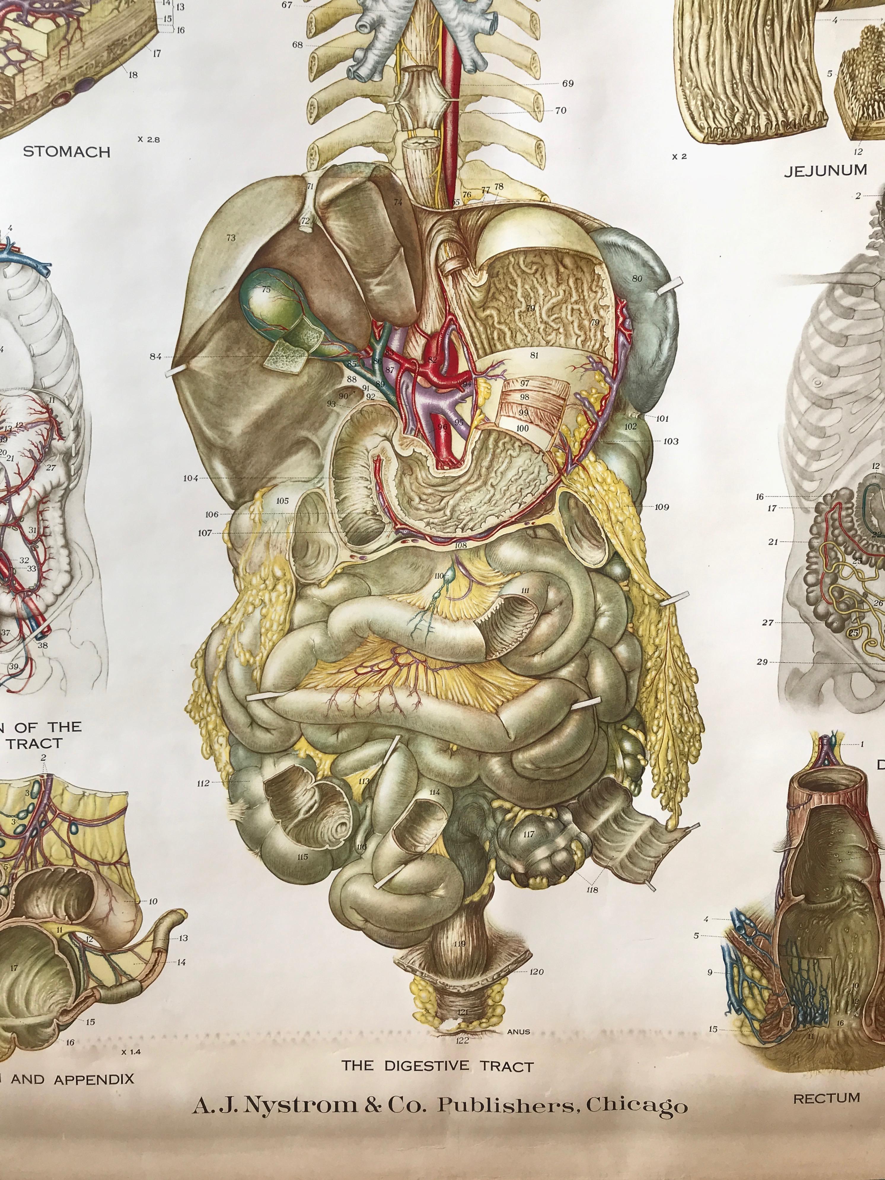 Milieu du XXe siècle Tableau anatomique de Frohse par A.J. Nystrom, planche n° 8 : Système de digestive, 1947 en vente