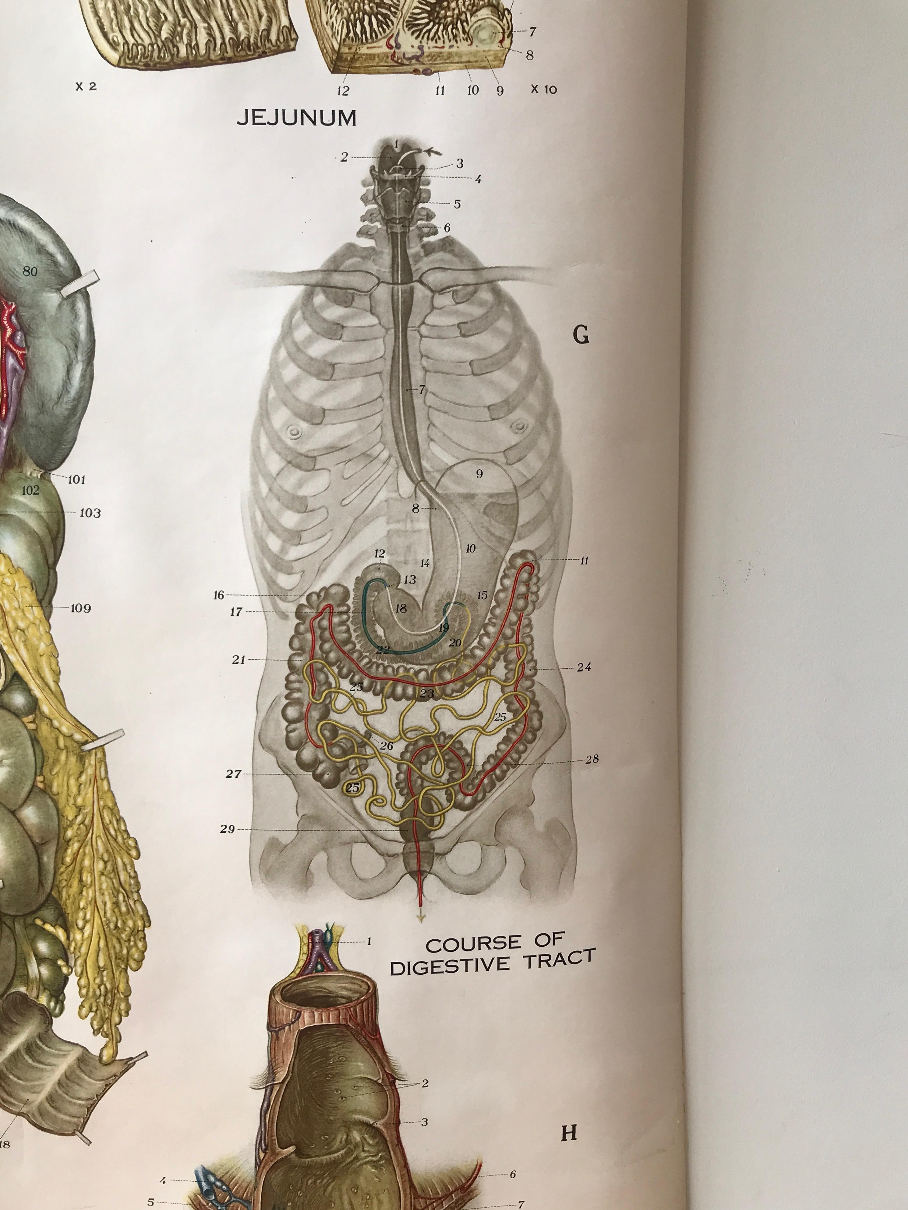 Tableau anatomique de Frohse par A.J. Nystrom, planche n° 8 : Système de digestive, 1947 en vente 1
