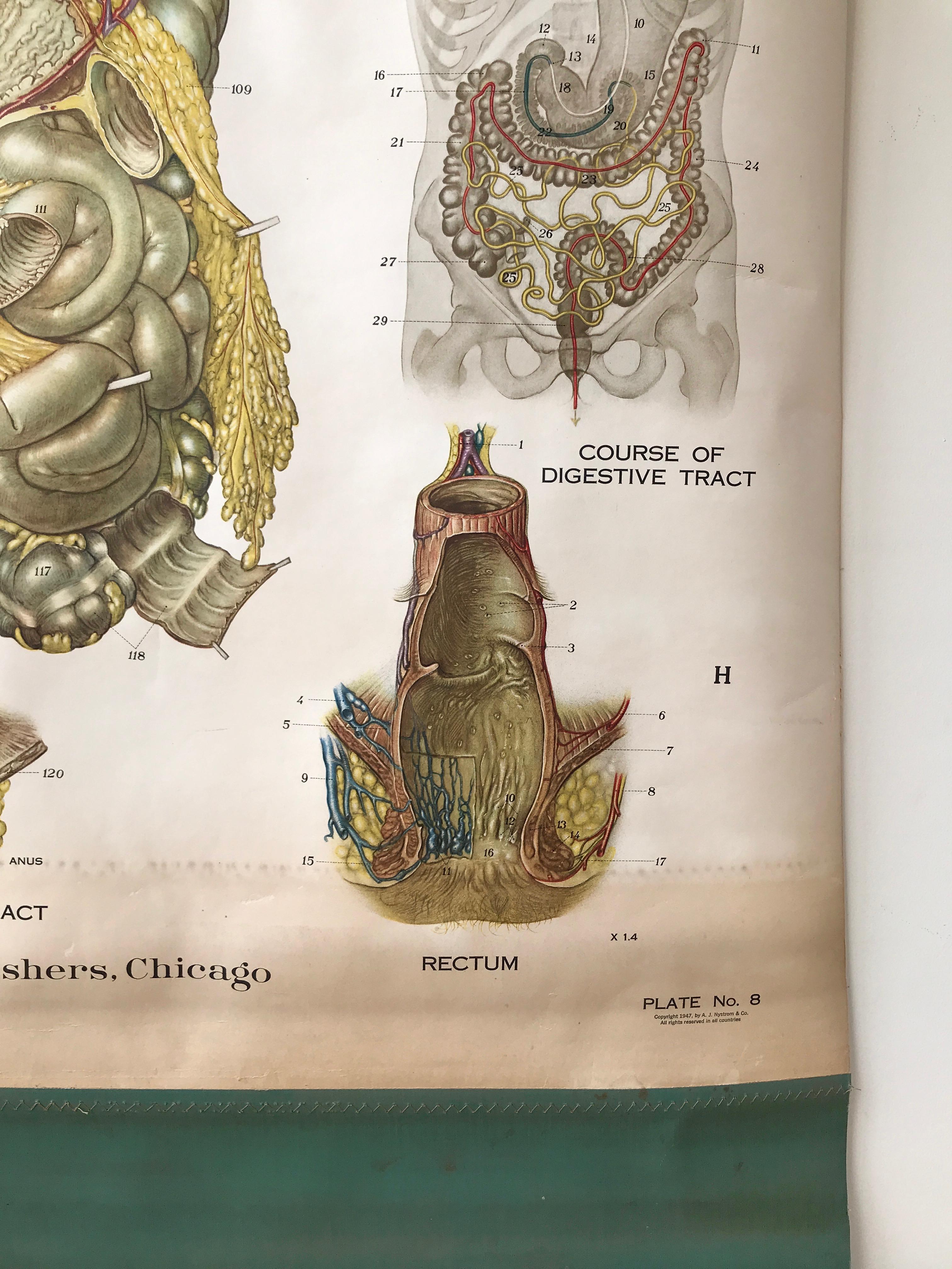 Tableau anatomique de Frohse par A.J. Nystrom, planche n° 8 : Système de digestive, 1947 en vente 2