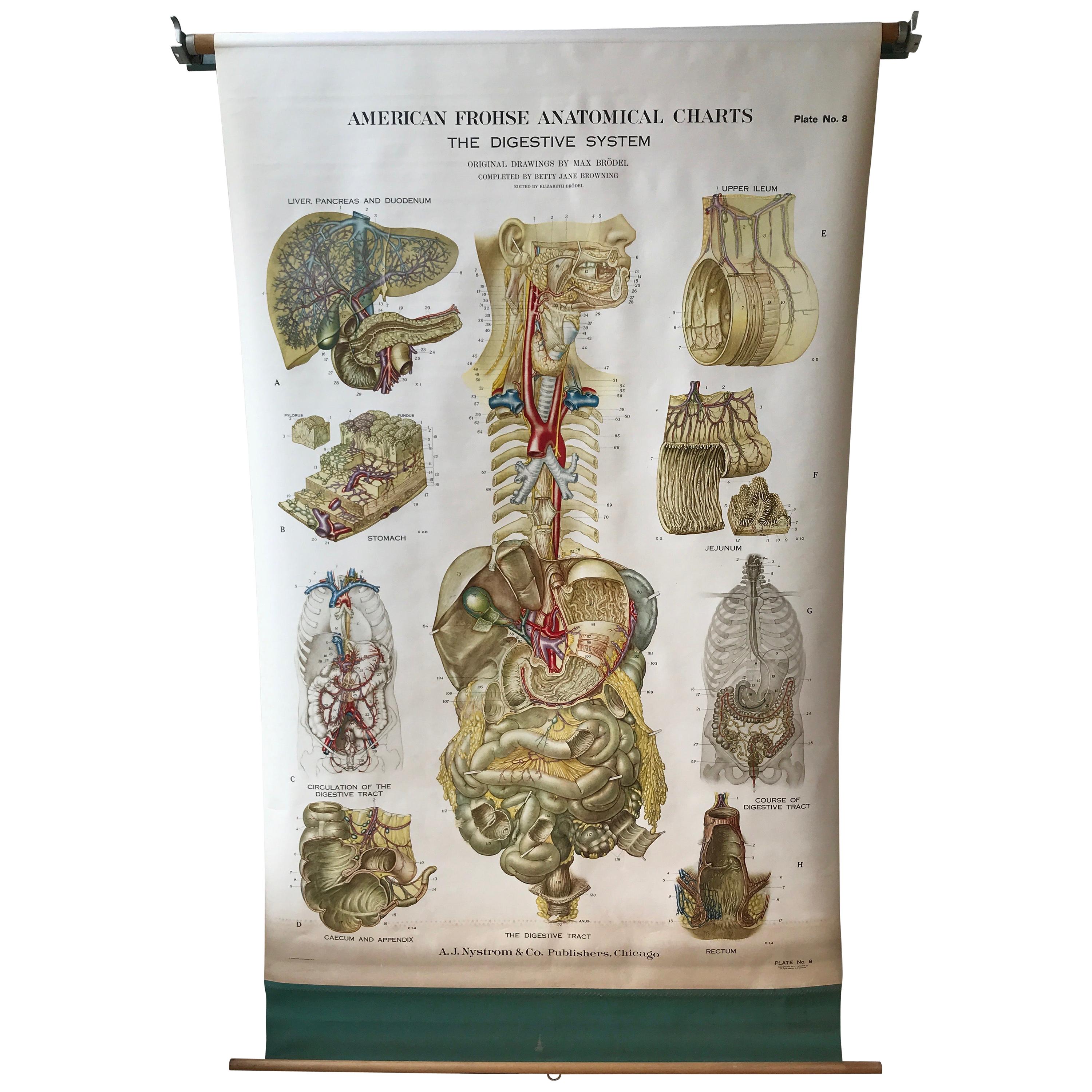 Tableau anatomique de Frohse par A.J. Nystrom, planche n° 8 : Système de digestive, 1947 en vente