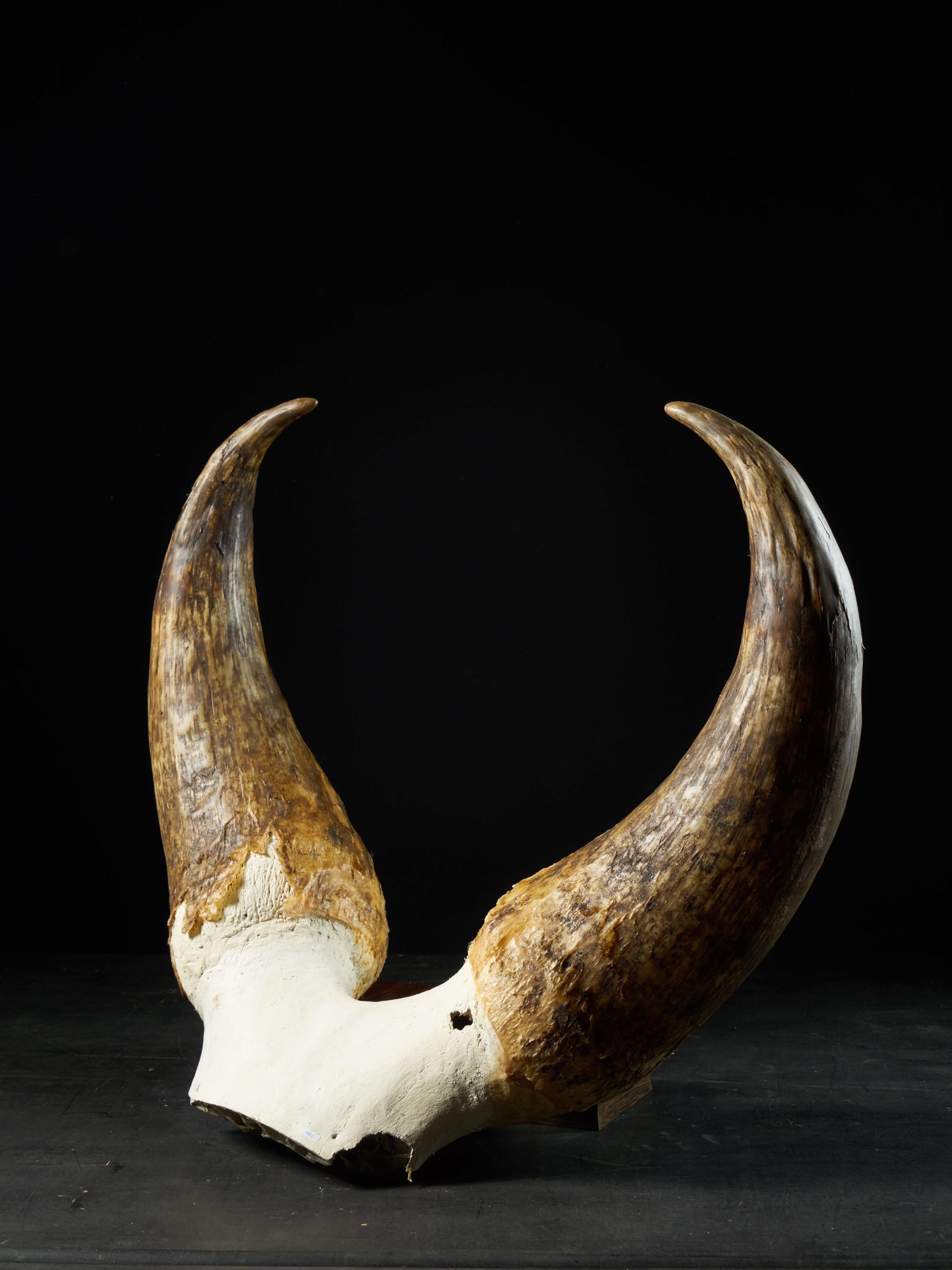 This head-on view of a Kouri beef is made to hang up on a wall. The Kouri beef are known for its very recognizable thick and sturdy horns. Beef from Lake Chad are native to the banks and islands of this lake and are generally called Kouri. Unlike