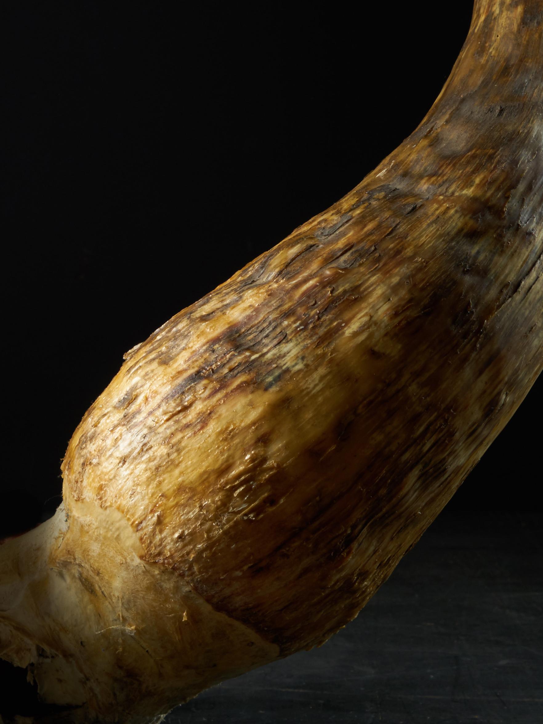 Bone Frontal of Kouri Beef 'Bos Taurus Belensis', Wingspan For Sale