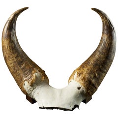 Frontal of Kouri Beef 'Bos Taurus Belensis', Wingspan