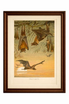 Fruit Bats Antique Chromolithograph Print, Nocturnal Mammals, 1894