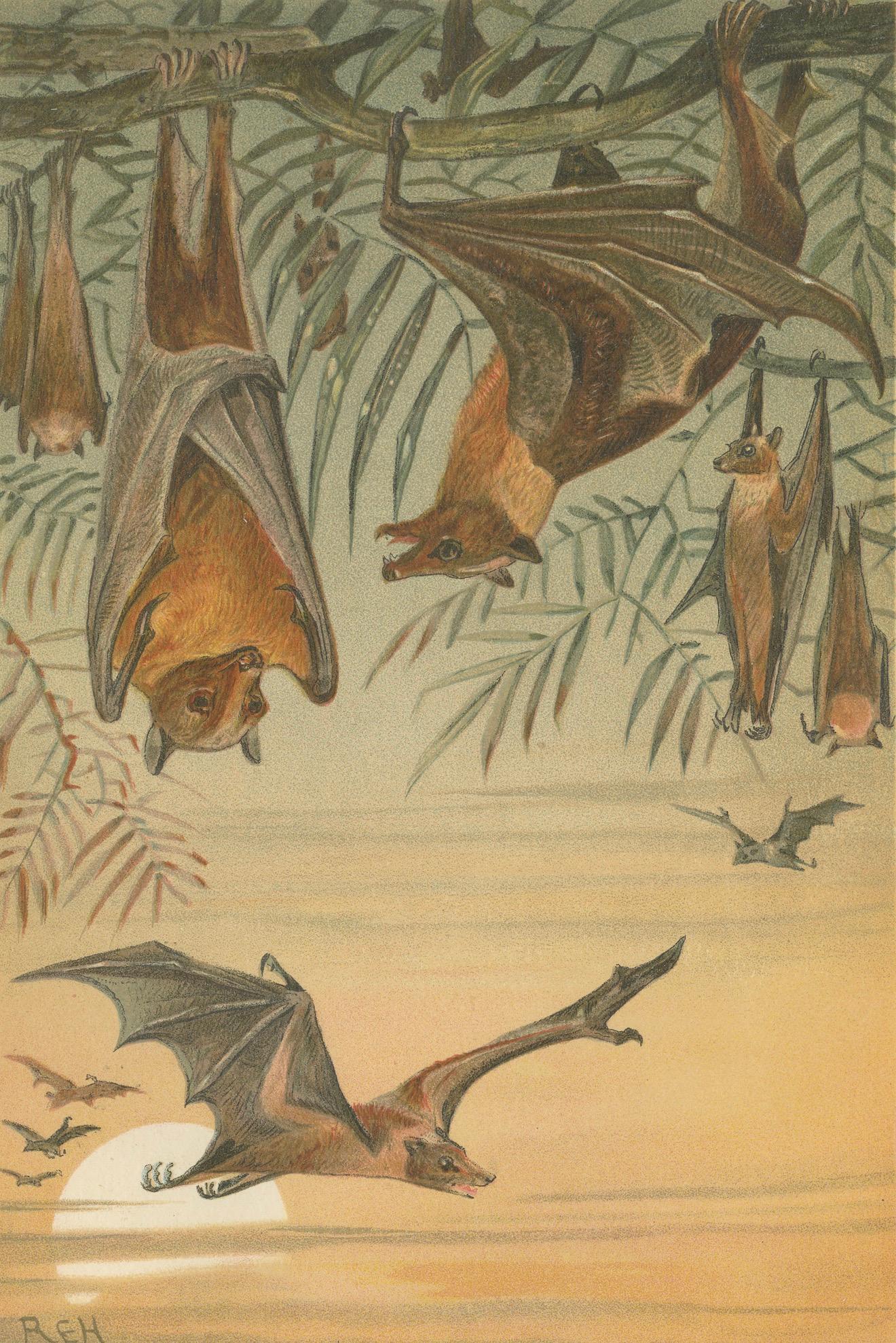 Fruit Bats Antique Chromolithograph Print, Nocturnal Mammals, 1894
