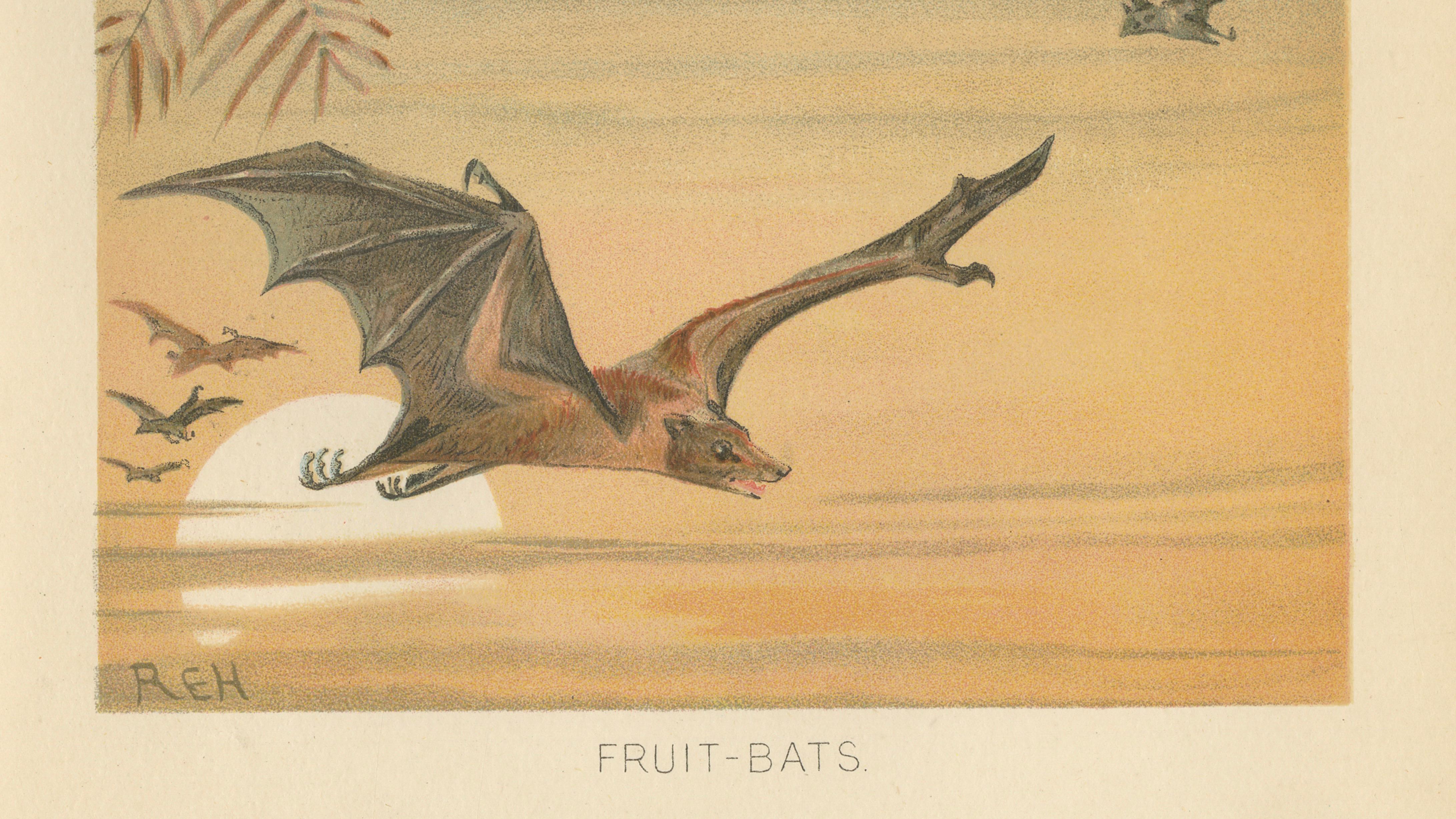 Fruit Bats Antique Chromolithograph Print, Nocturnal Mammals, 1894