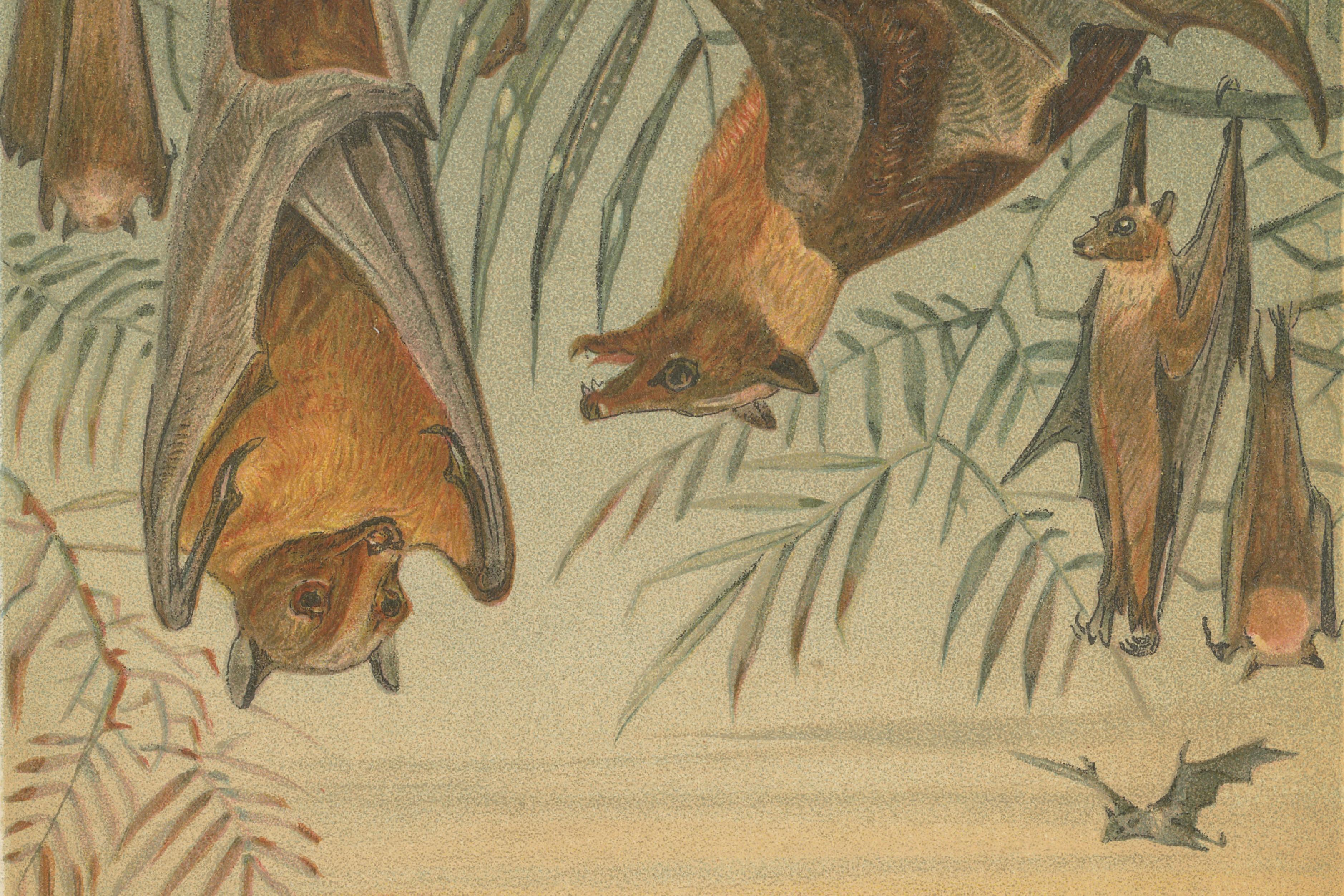Fruit Bats Antique Chromolithograph Print, Nocturnal Mammals, 1894