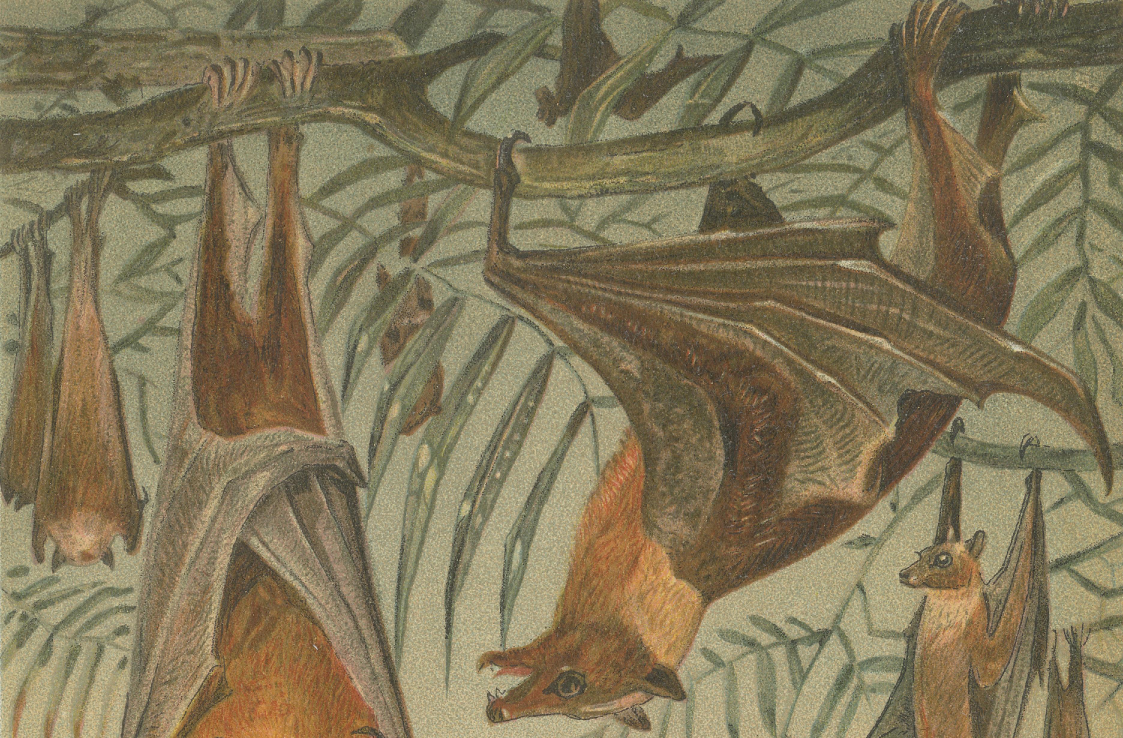 Fruit Bats Antique Chromolithograph Print, Nocturnal Mammals, 1894