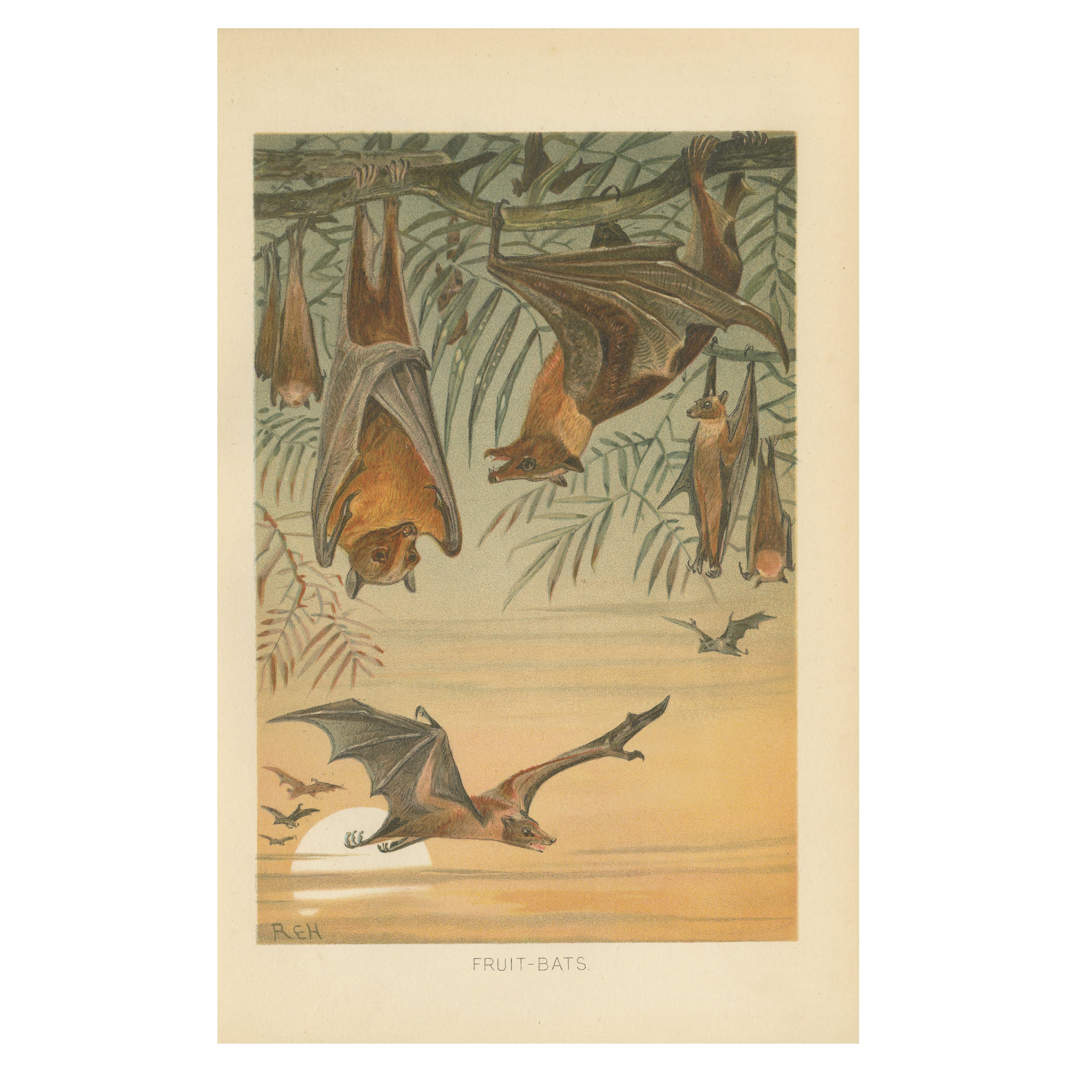 Fruit Bats Antique Chromolithograph Print, Nocturnal Mammals, 1894 For Sale