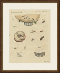 Fruit Moths with Caterpillar in a Cut Apple, Antique Bertuch Print, circa 1815
