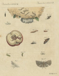 Fruit Moths with Caterpillar in a Cut Apple, Antique Bertuch Print, circa 1815
