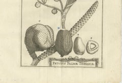 Fruits of the Theban Palm – Botanical Study of Date Palm Egypt c.1776