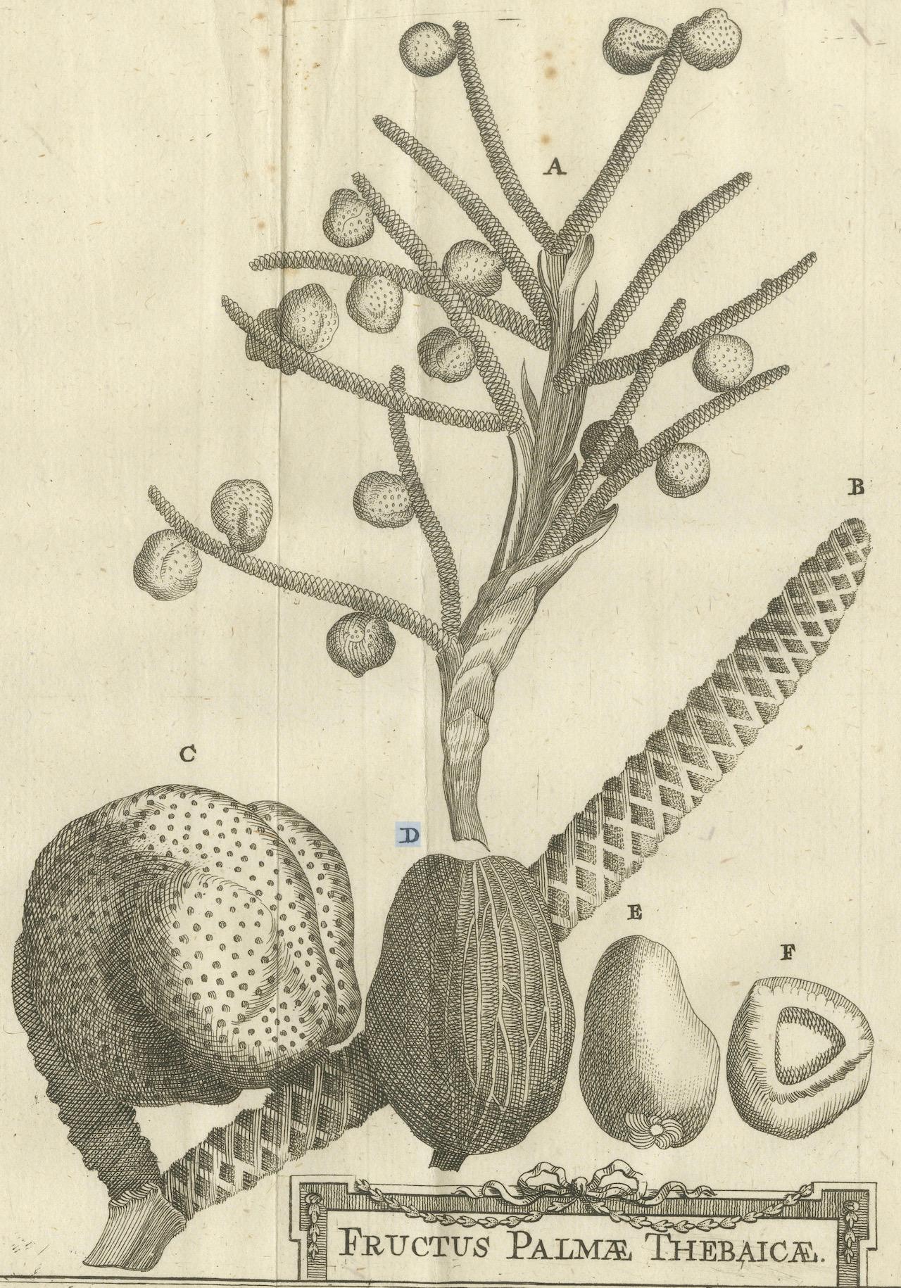 Frutti della palma di Tebe - Studio botanico della palma da dattero in Egitto, 1776 ca. In condizioni buone in vendita a Langweer, NL