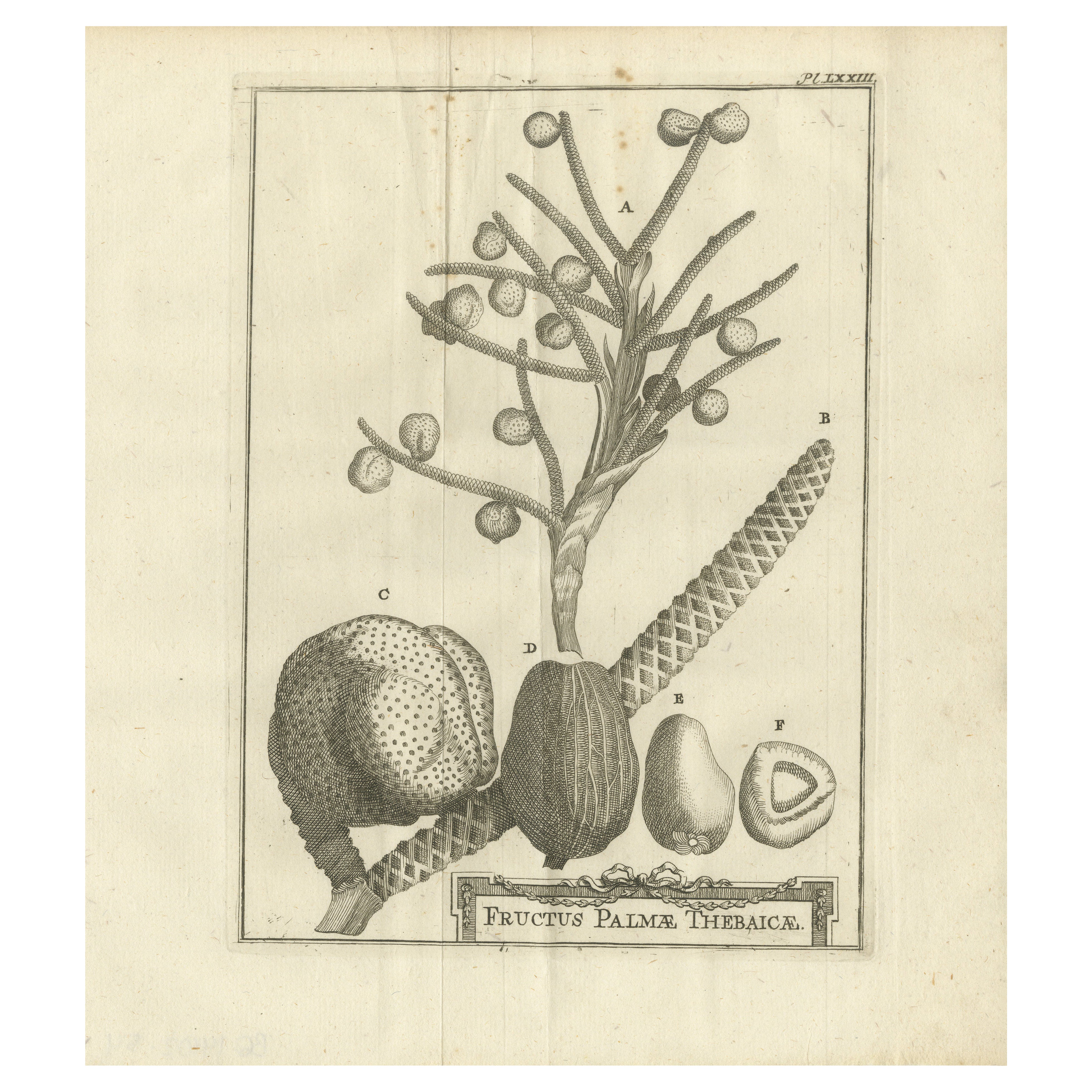 Fruits du palmier thébain - Étude botanique du palmier dattier Égypte c.1776