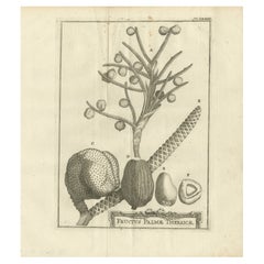 Früchte der thebanischen Palme - Botanische Studie der Dattelpalme Ägypten um 1776