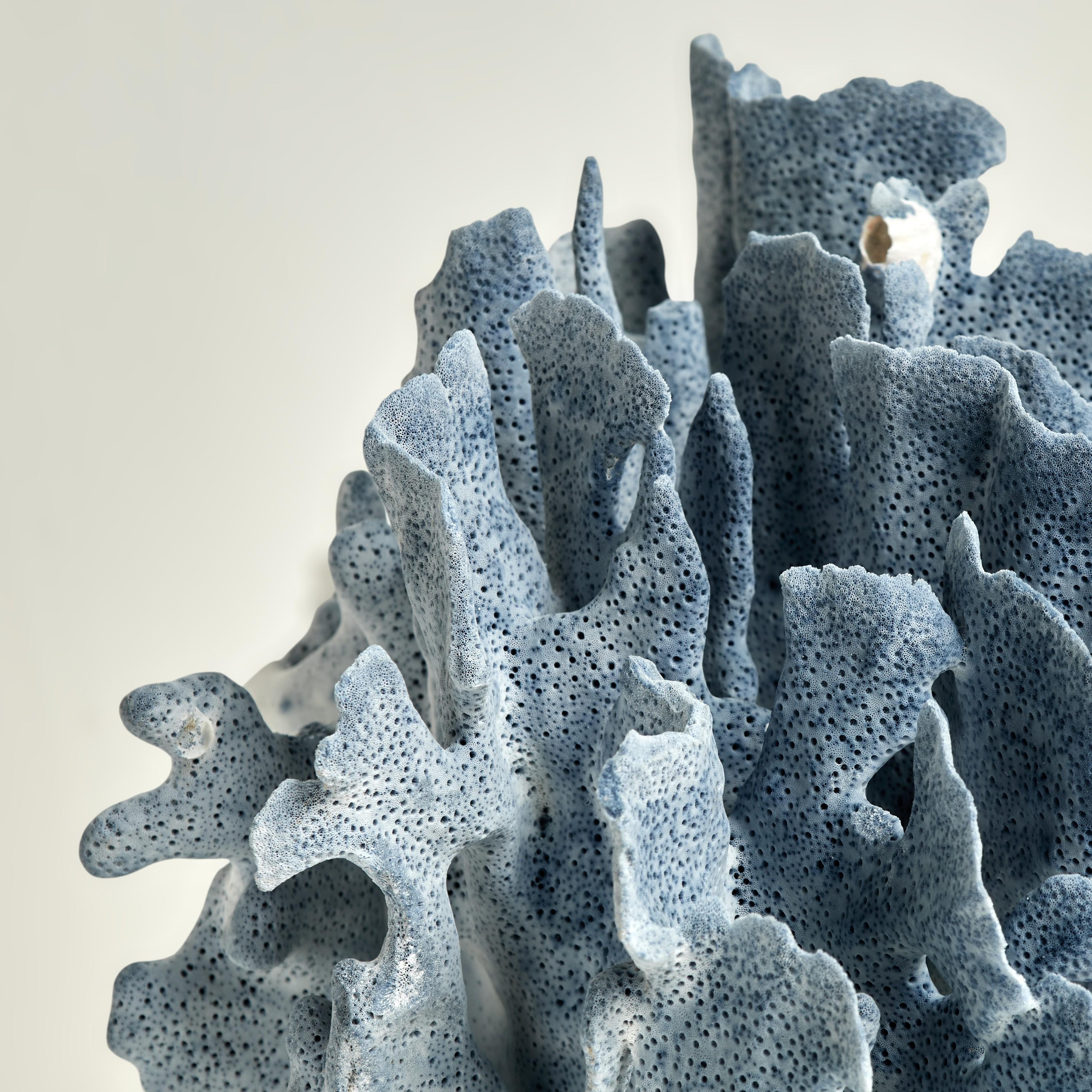 Sculptures en corail bleu sur Lucite en vente 8