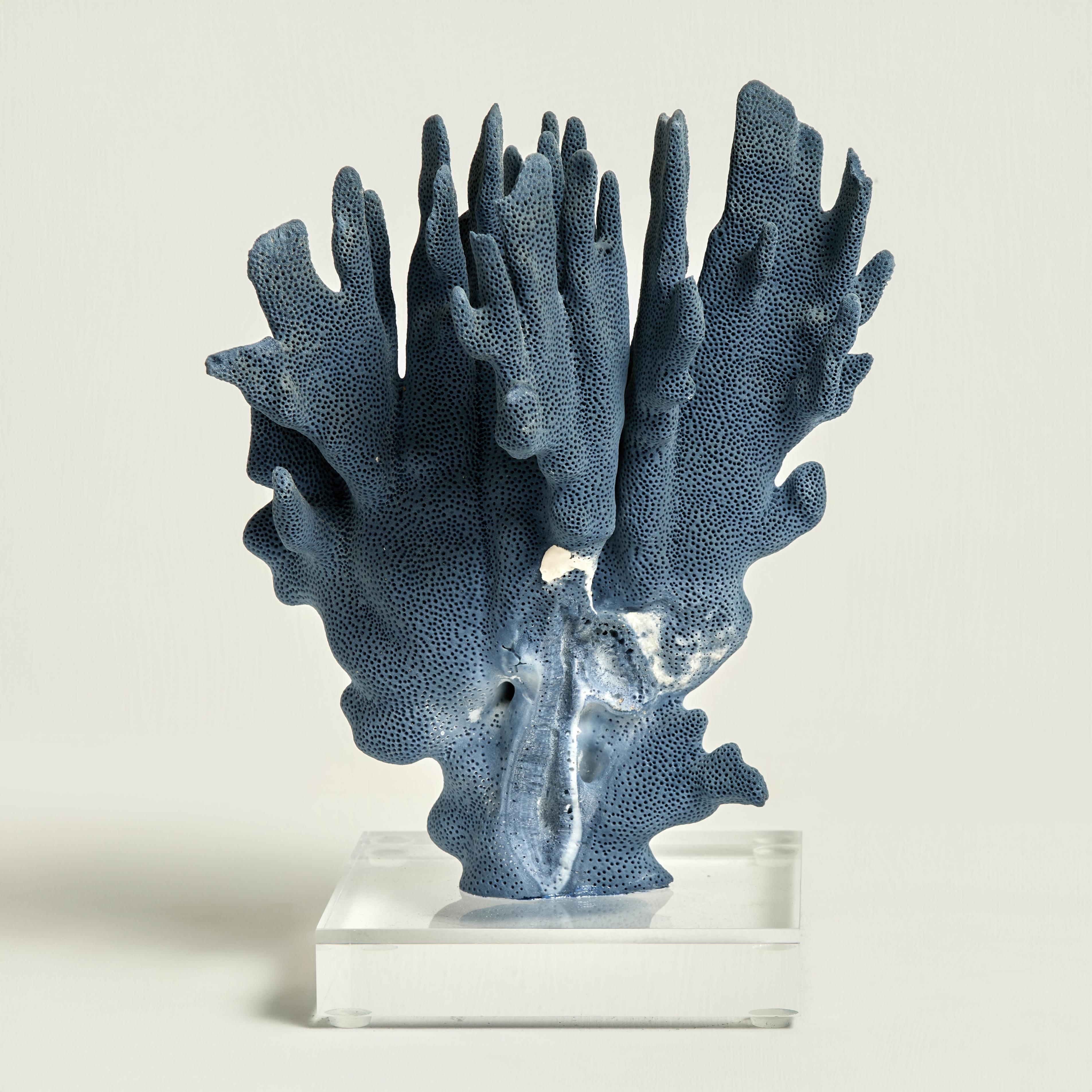 Sculptures en corail bleu sur Lucite en vente 9