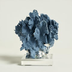 Blue Coral Sculptures on Lucite