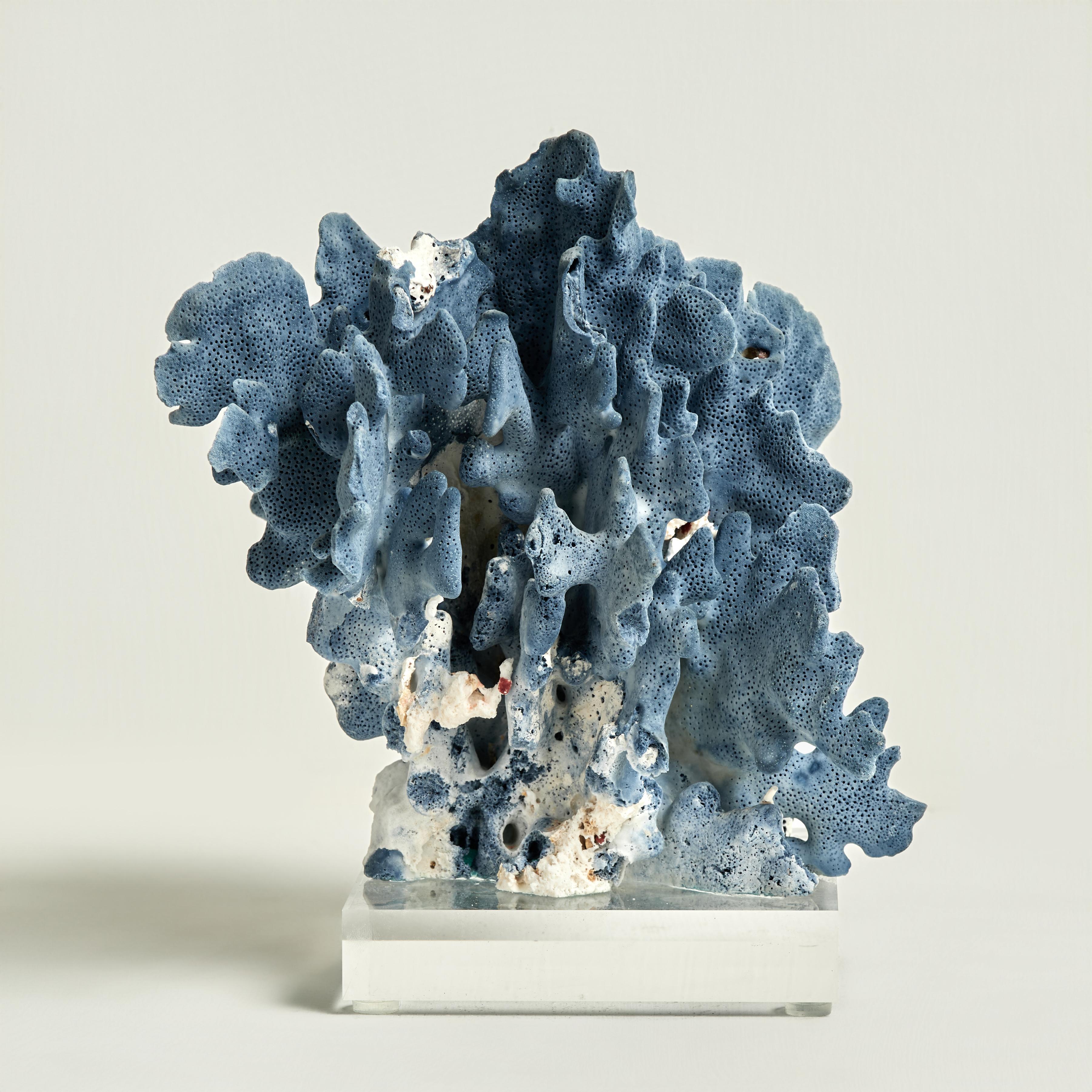 Sculptures en corail bleu sur Lucite en vente 2