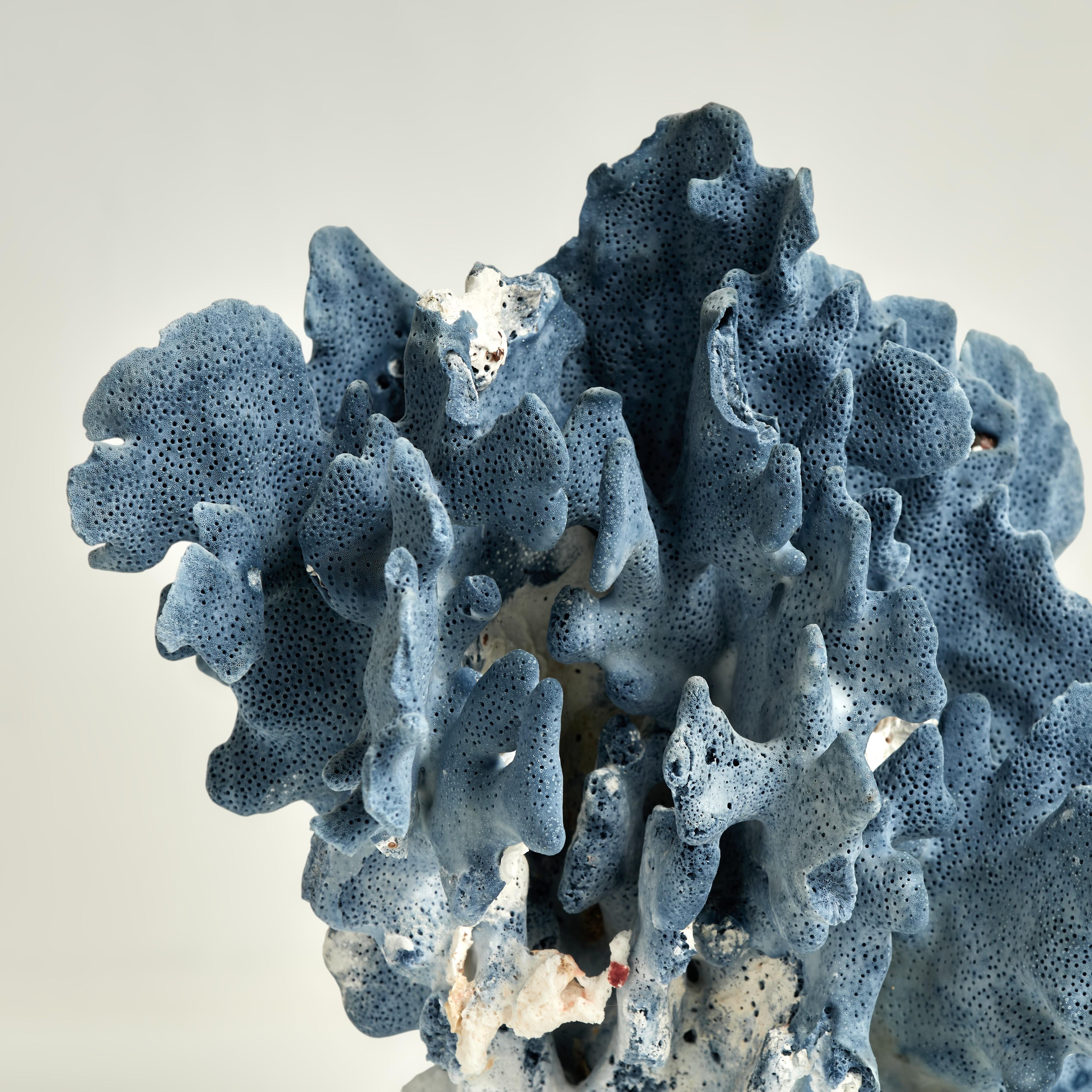 Sculptures en corail bleu sur Lucite en vente 3