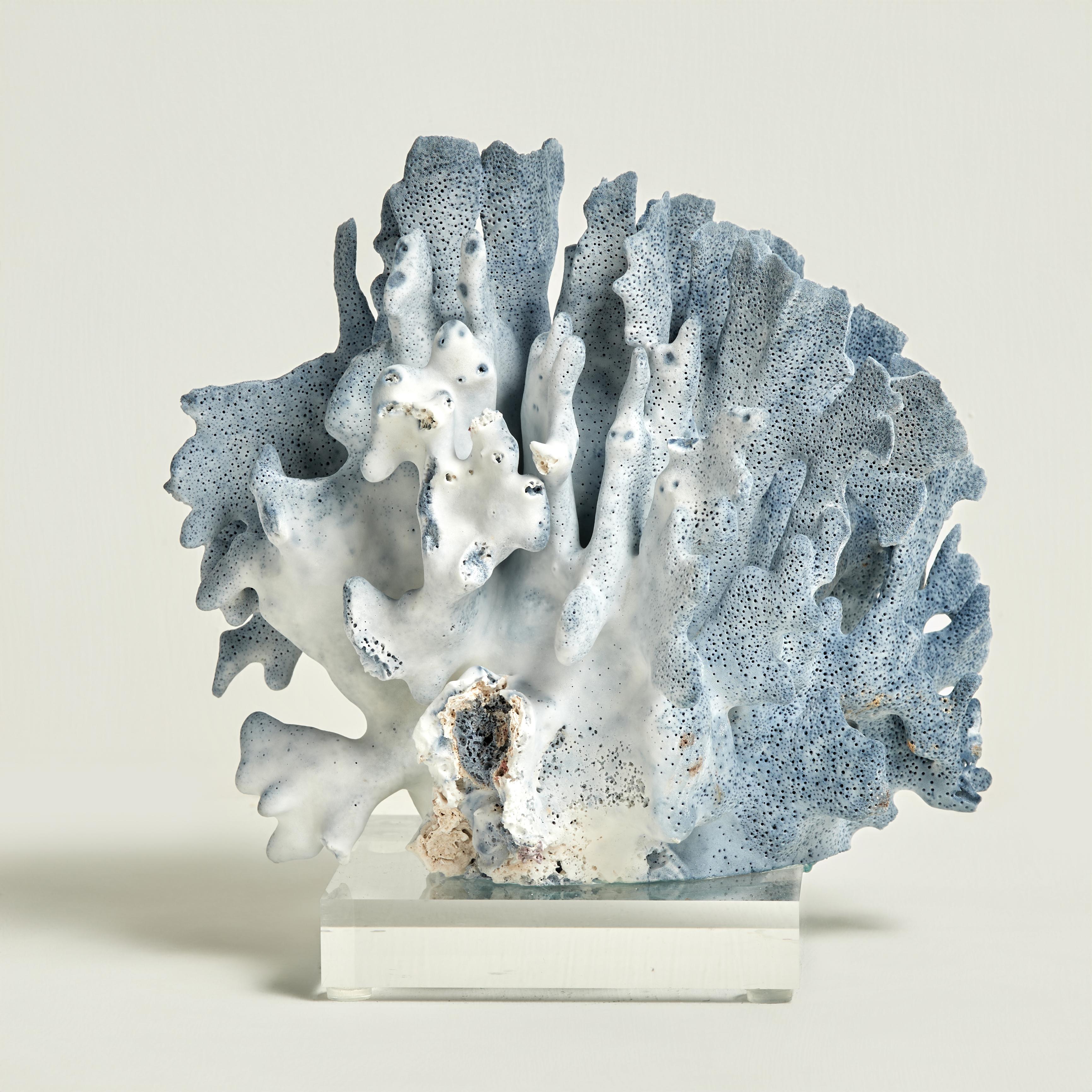 Sculptures en corail bleu sur Lucite en vente 6