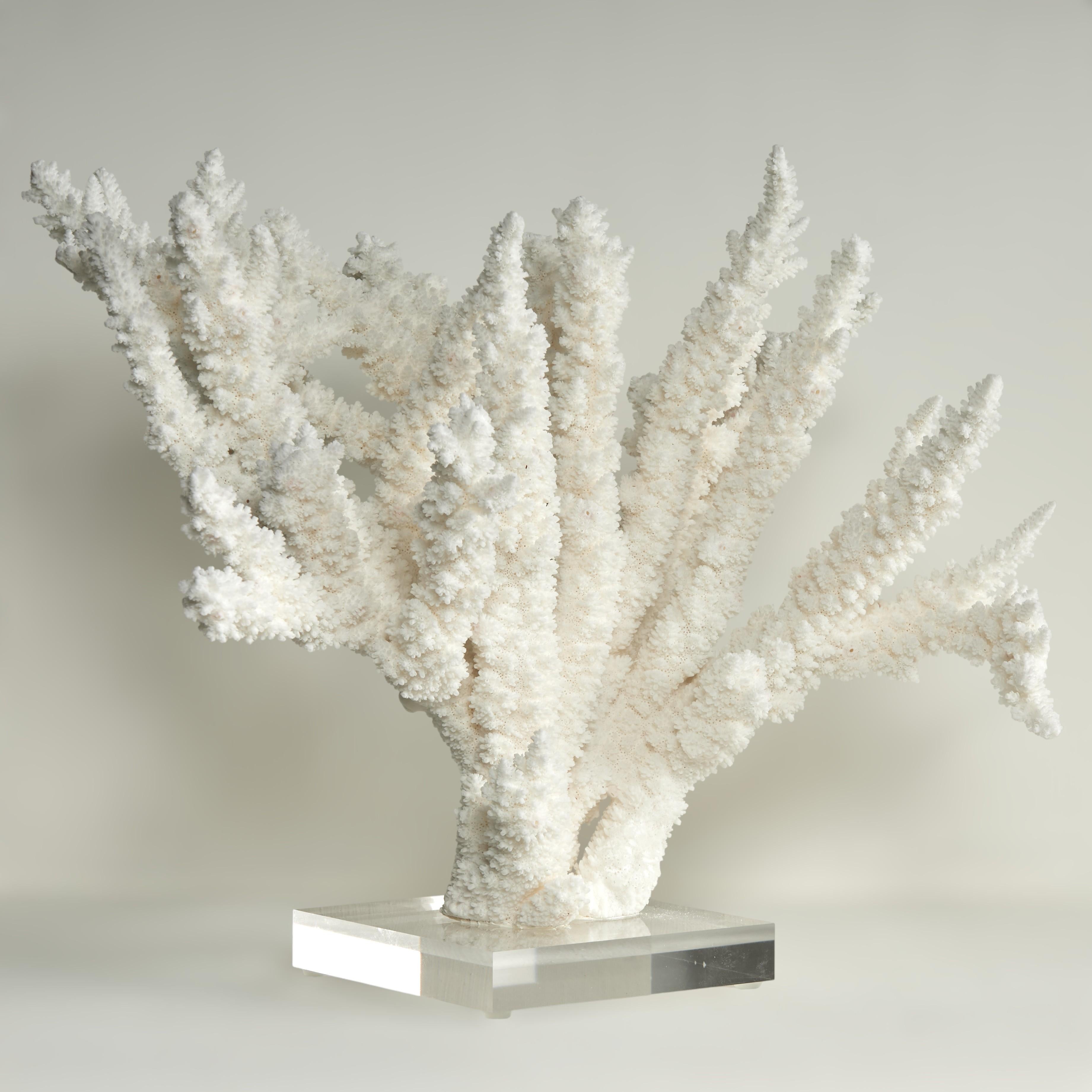 Branch Coral Skulptur auf einem Lucite Basis – Sculpture von F.S. Henemader