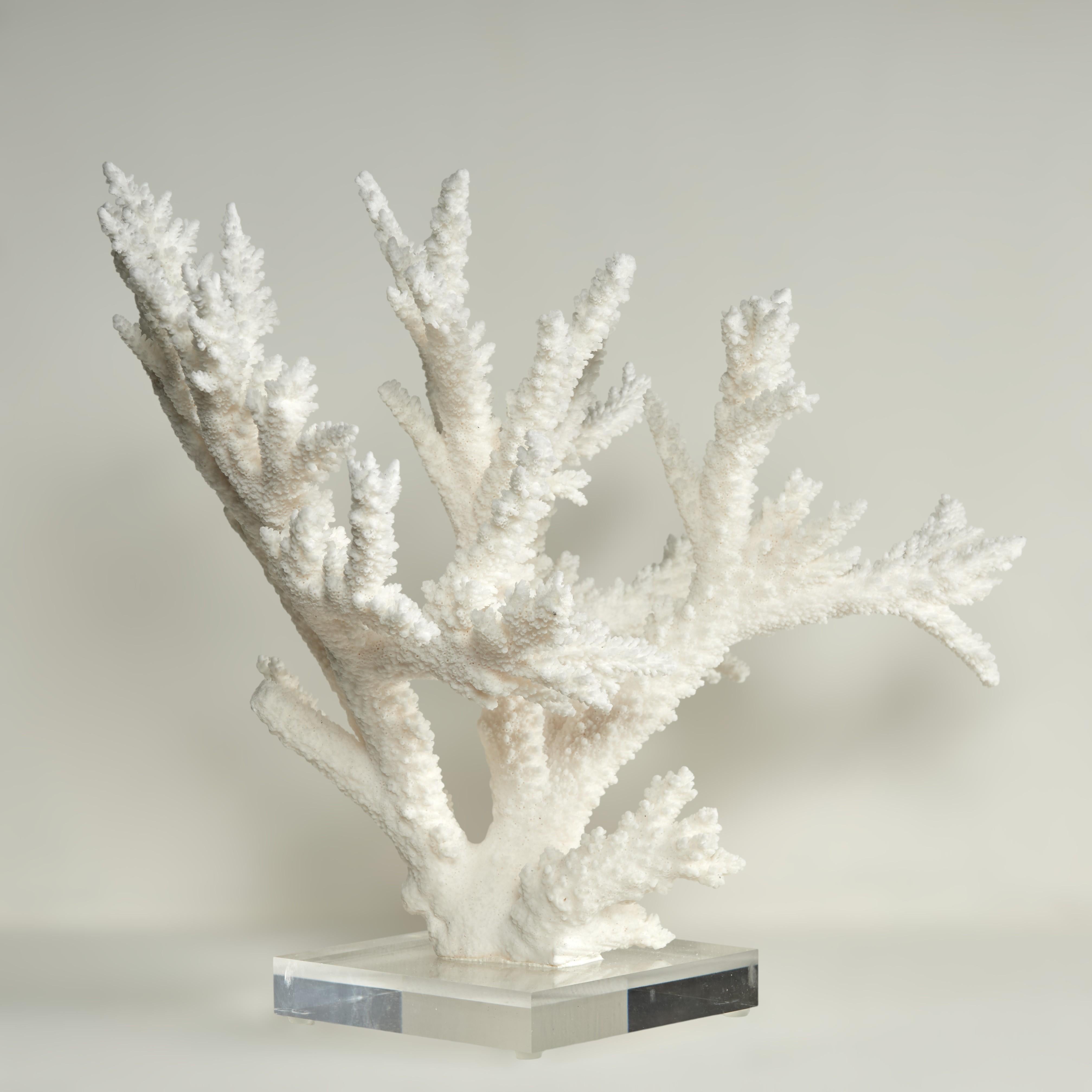 Branch Coral Skulptur auf einem Lucite Basis – Sculpture von F.S. Henemader