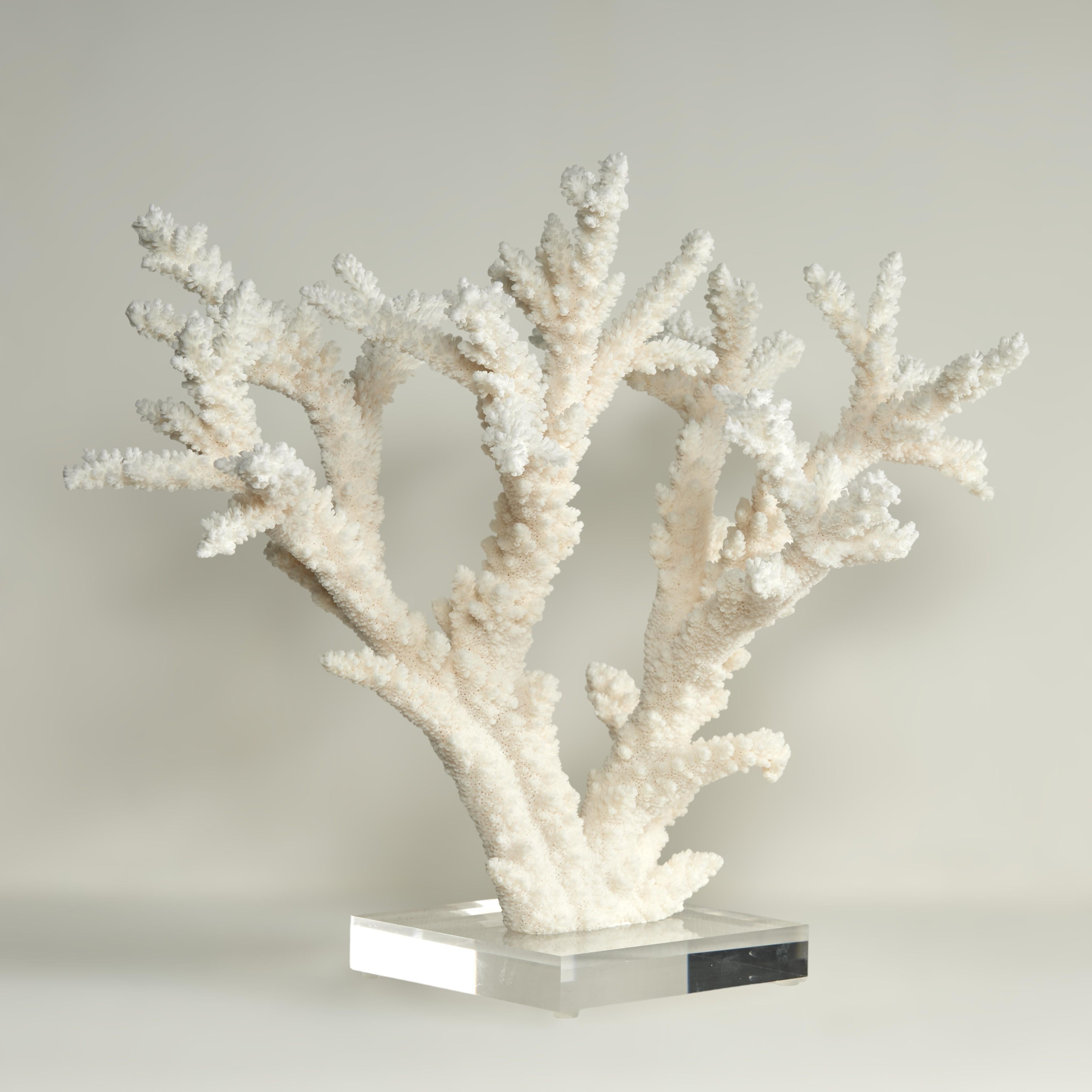 Branch Coral Skulptur auf einem Lucite Basis – Sculpture von F.S. Henemader