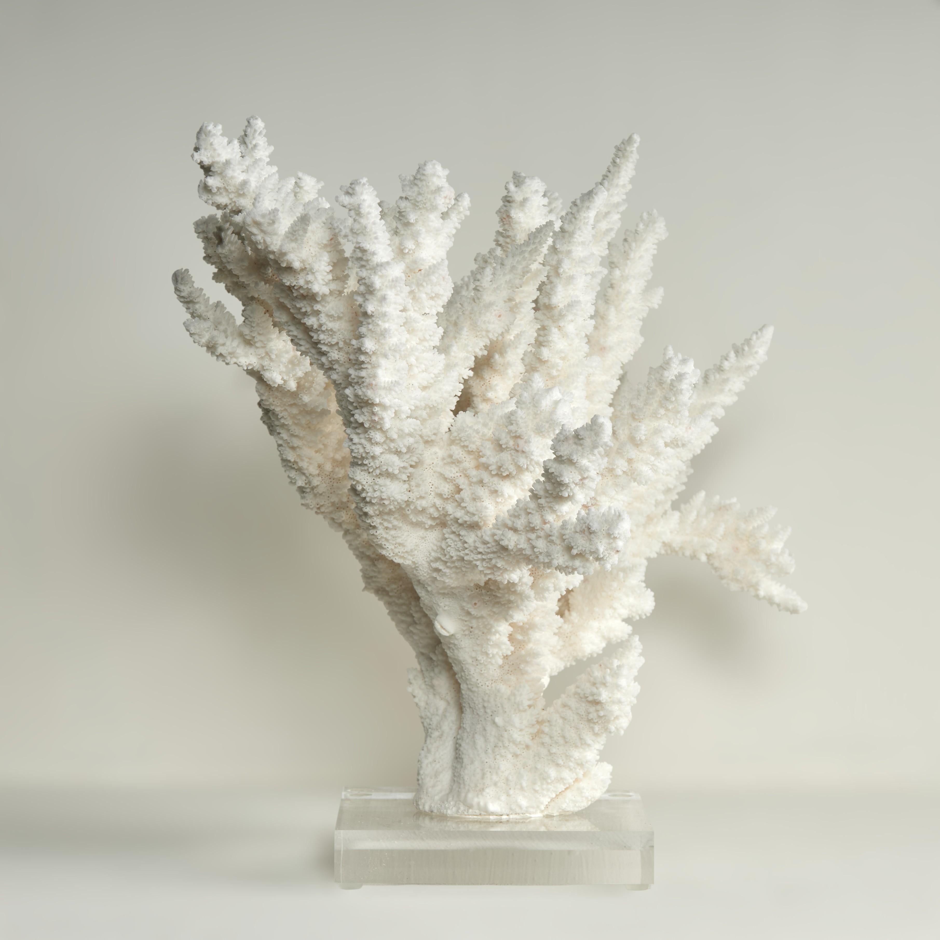 Branch Coral Skulptur auf einem Lucite Basis (Abstrakt), Sculpture, von F.S. Henemader