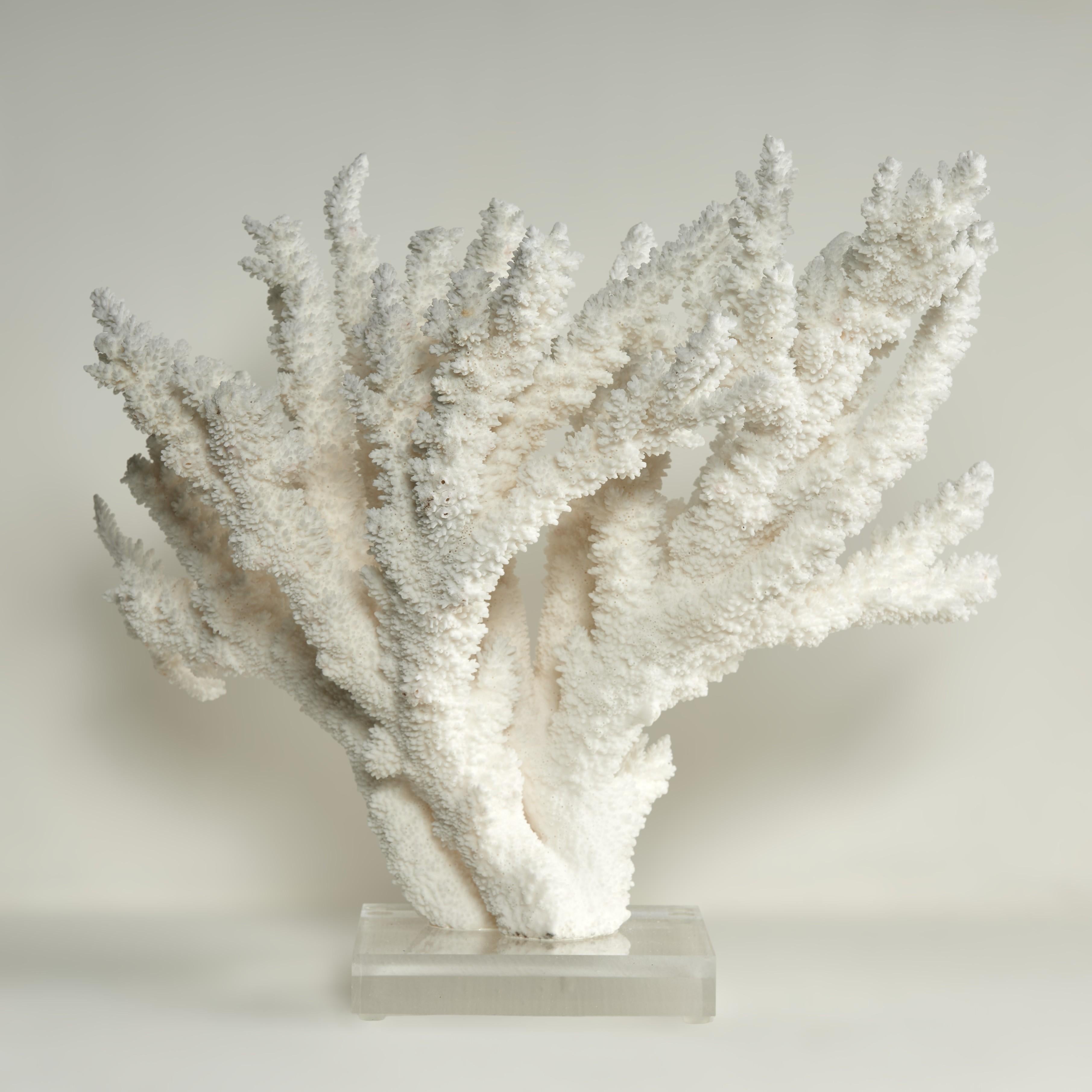 Branch Coral Skulptur auf einem Lucite Basis (Grau), Abstract Sculpture, von F.S. Henemader