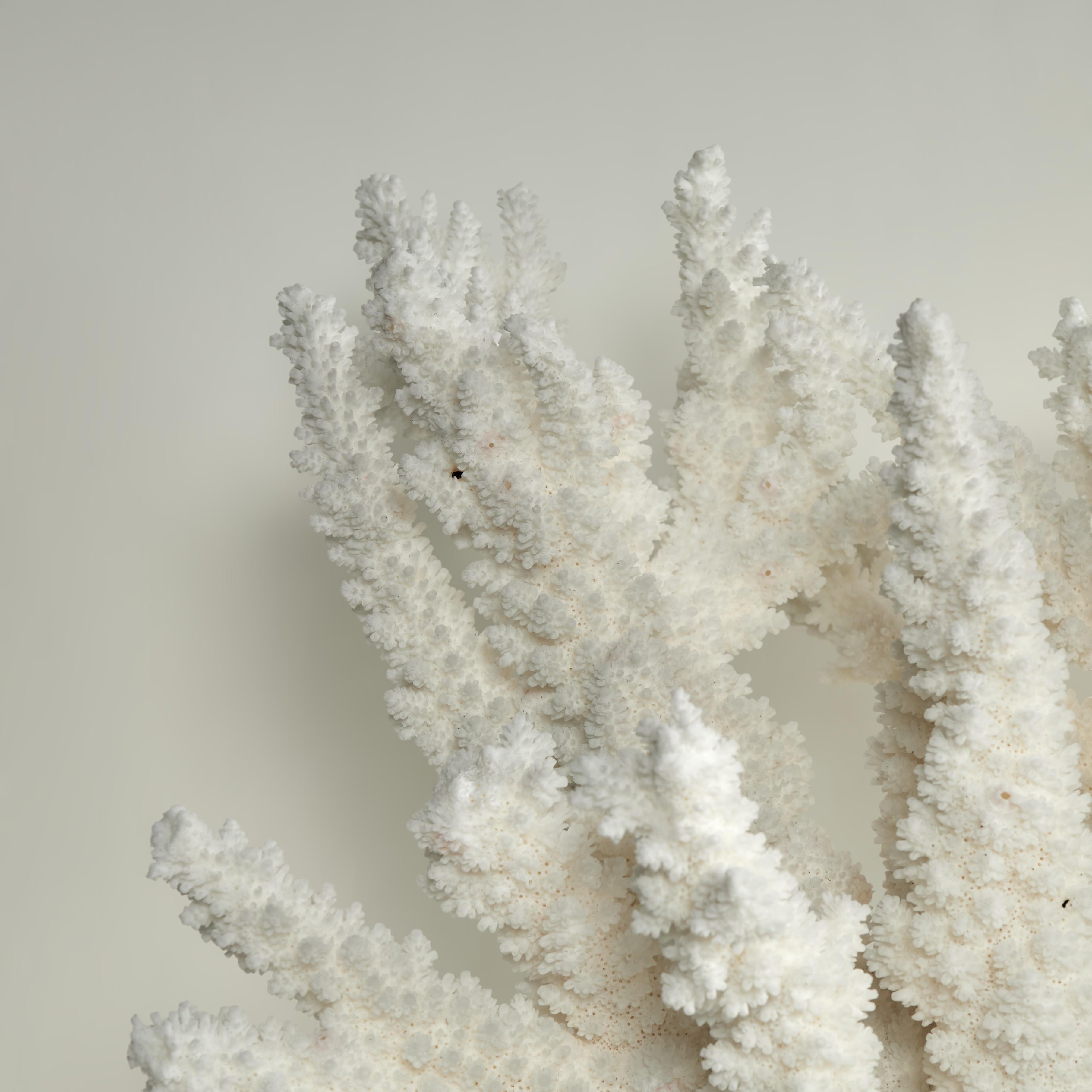 Branch Coral Skulptur auf einem Lucite Basis im Angebot 1