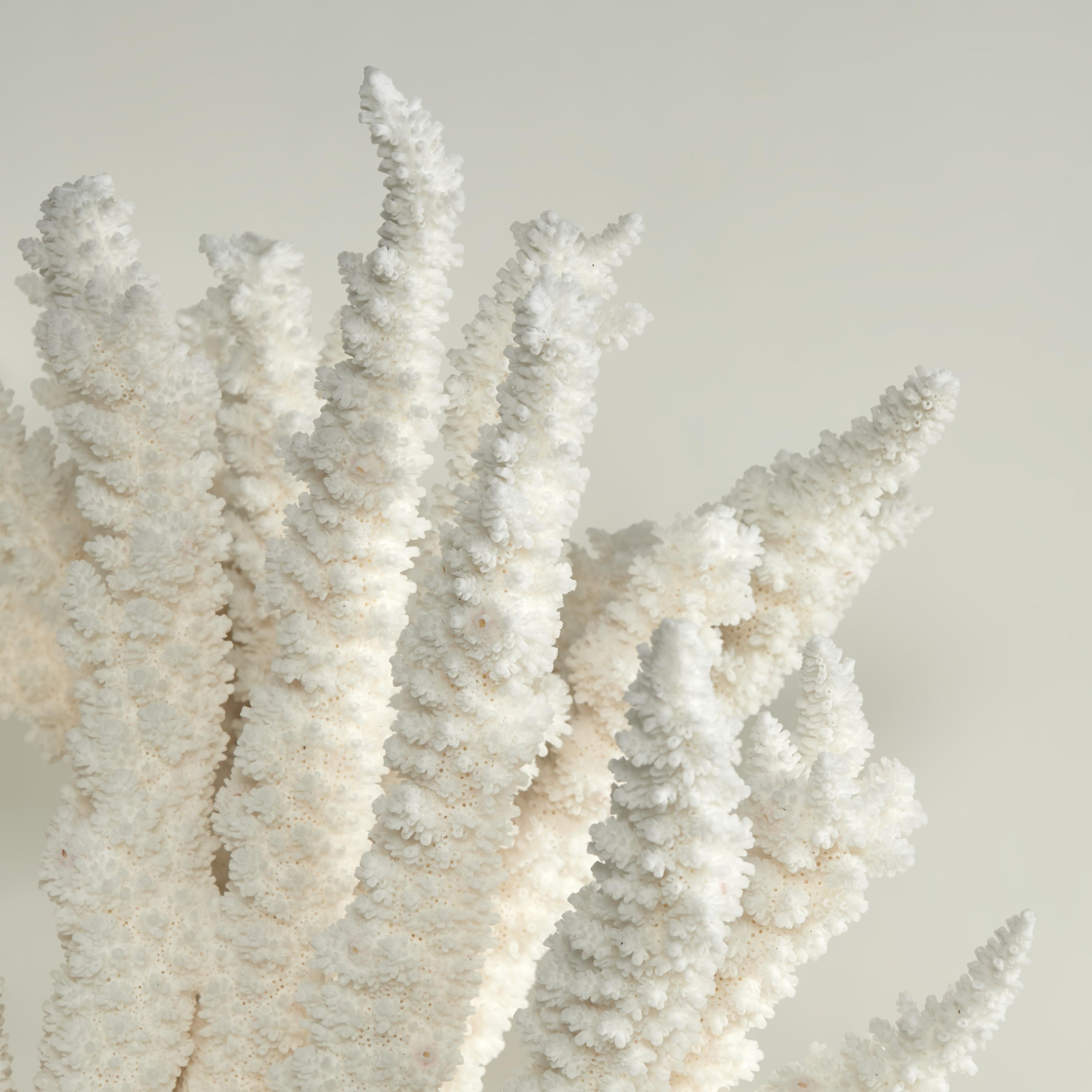 Branch Coral Skulptur auf einem Lucite Basis im Angebot 2