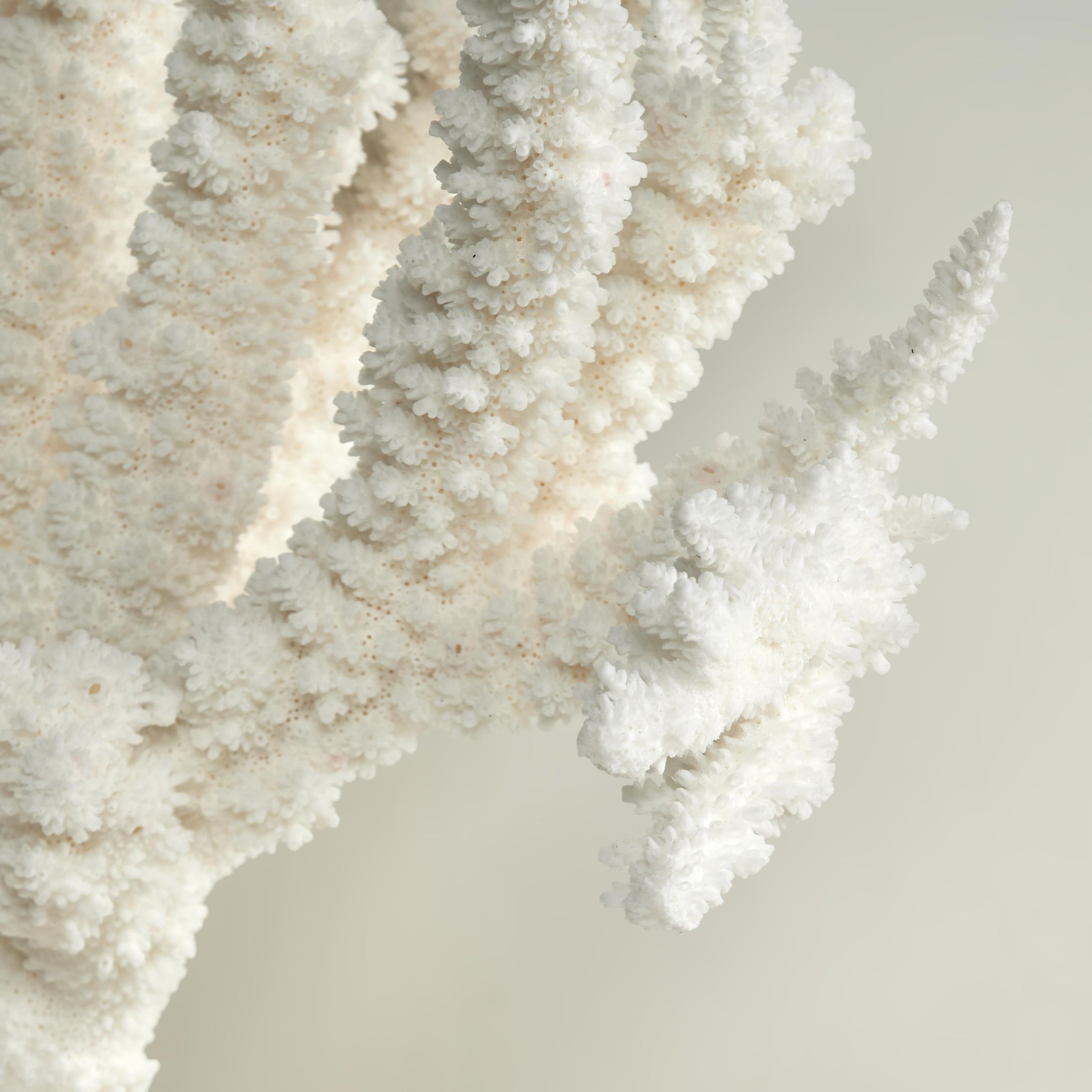Branch Coral Skulptur auf einem Lucite Basis im Angebot 3