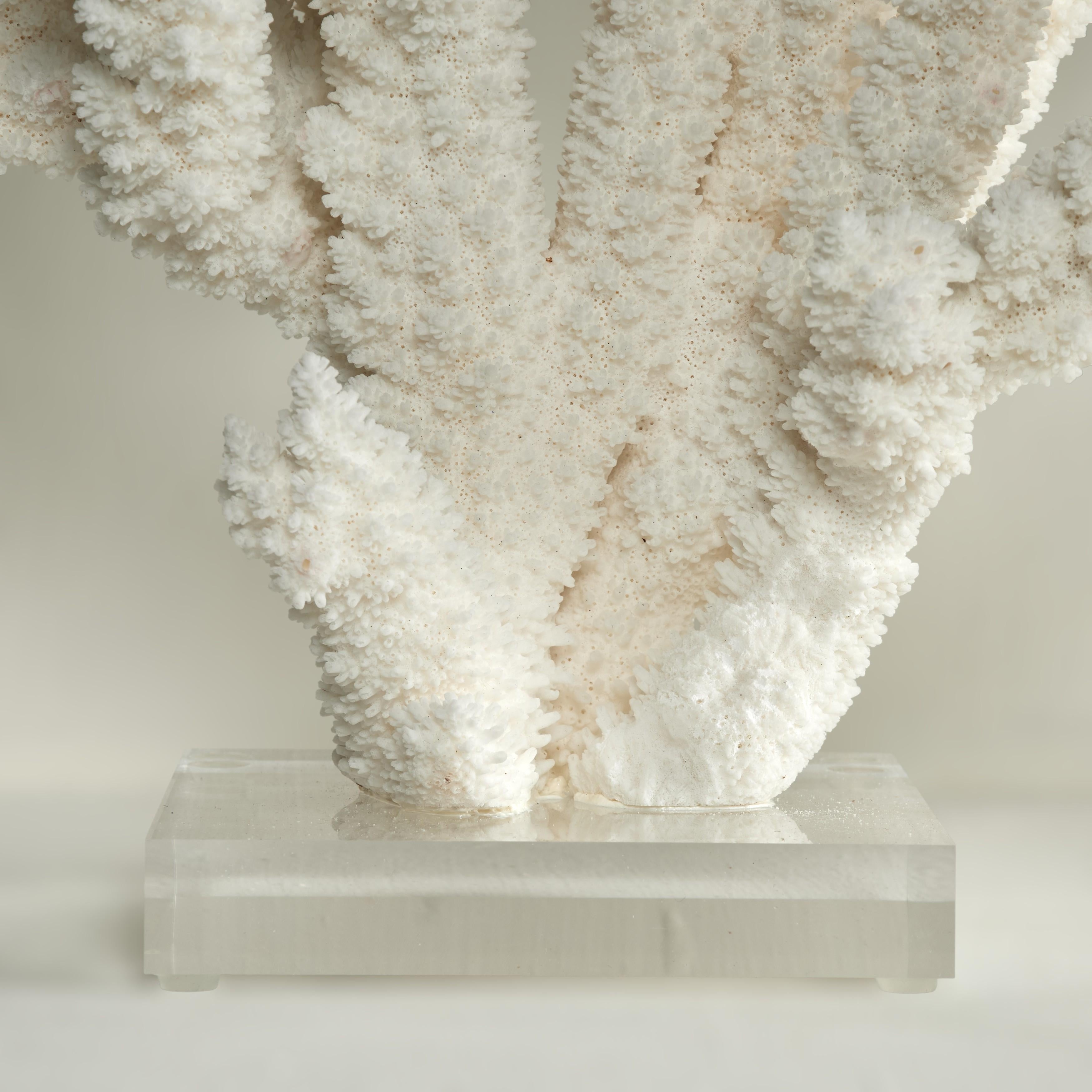 Branch Coral Skulptur auf einem Lucite Basis im Angebot 4