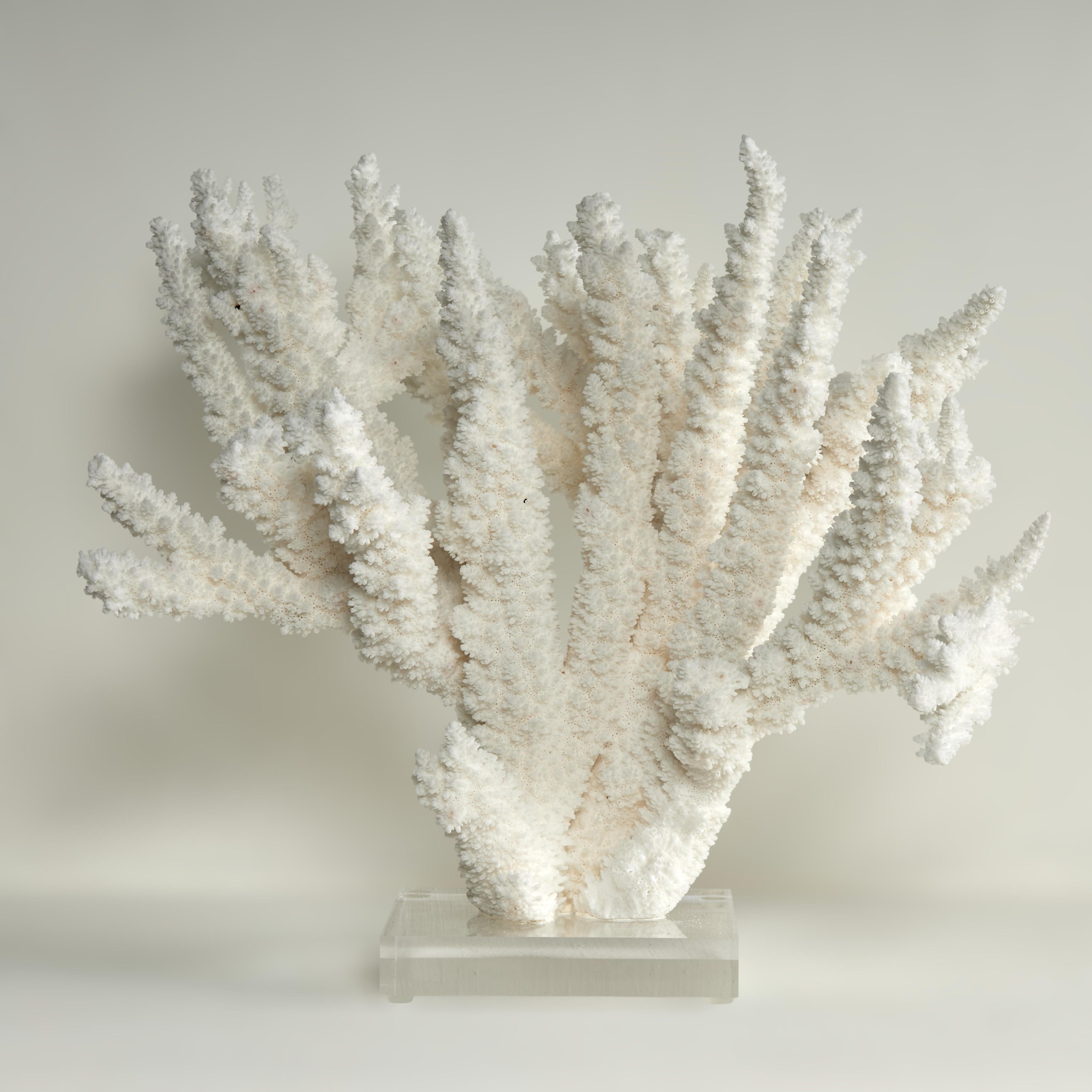 F.S. Henemader Abstract Sculpture – Branch Coral Skulptur auf einem Lucite Basis