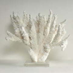 Branch Coral Sculpture on a Lucite Base