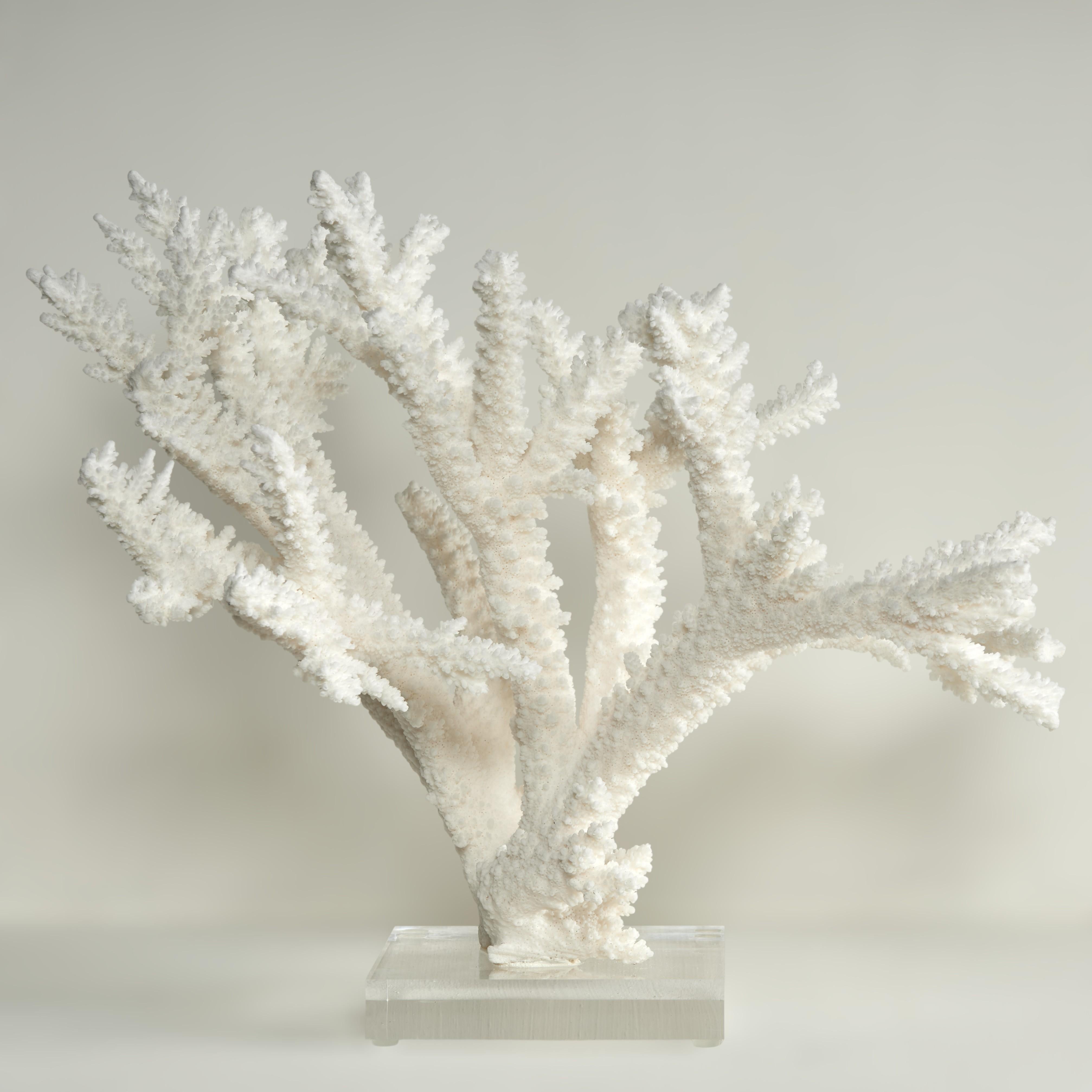 Branch Coral Skulptur auf einem Lucite Basis