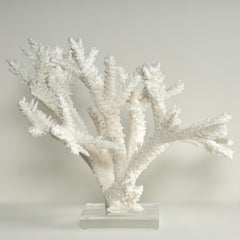 Branch Coral Sculpture on a Lucite Base