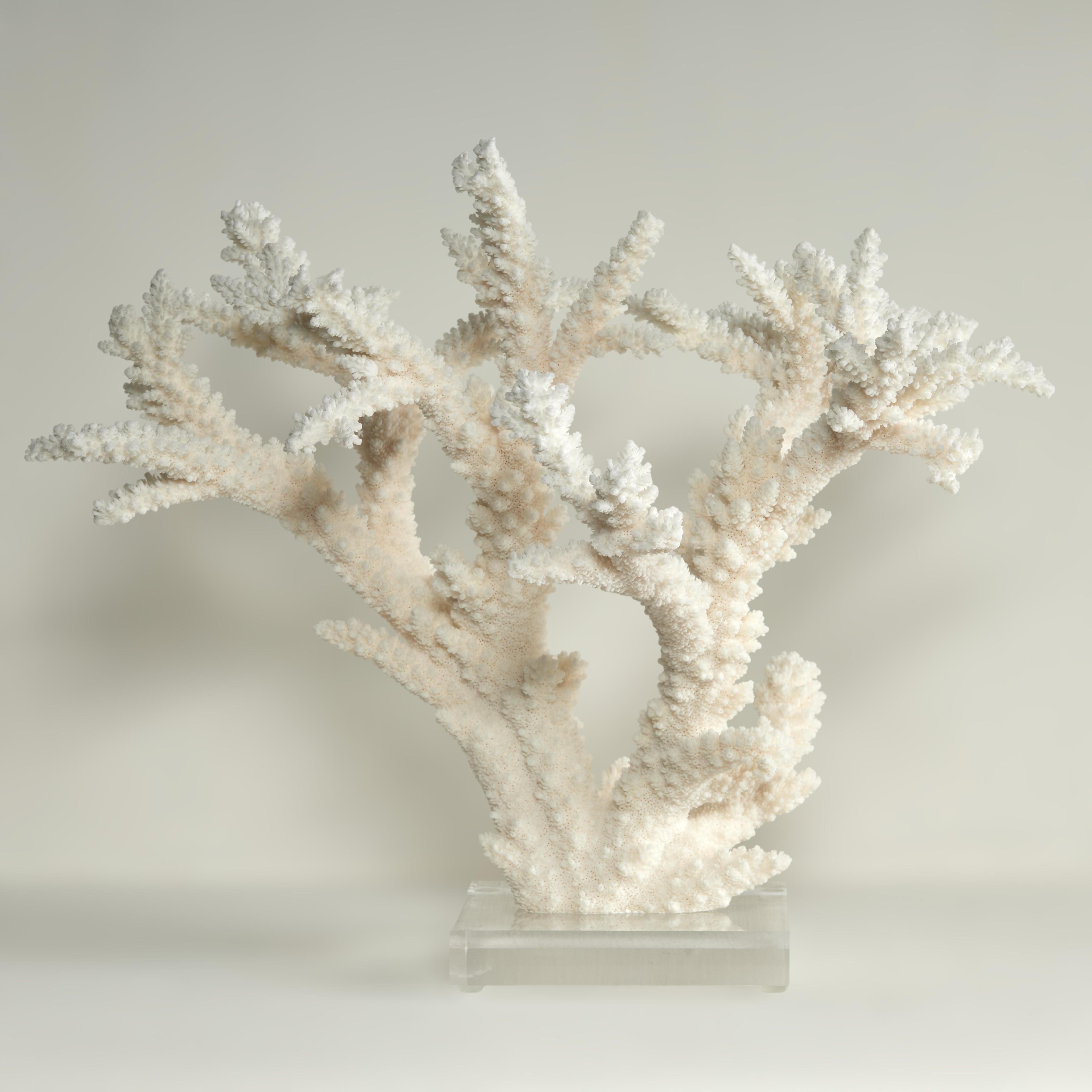 Branch Coral Skulptur auf einem Lucite Basis