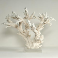 Branch Coral Sculpture on a Lucite Base