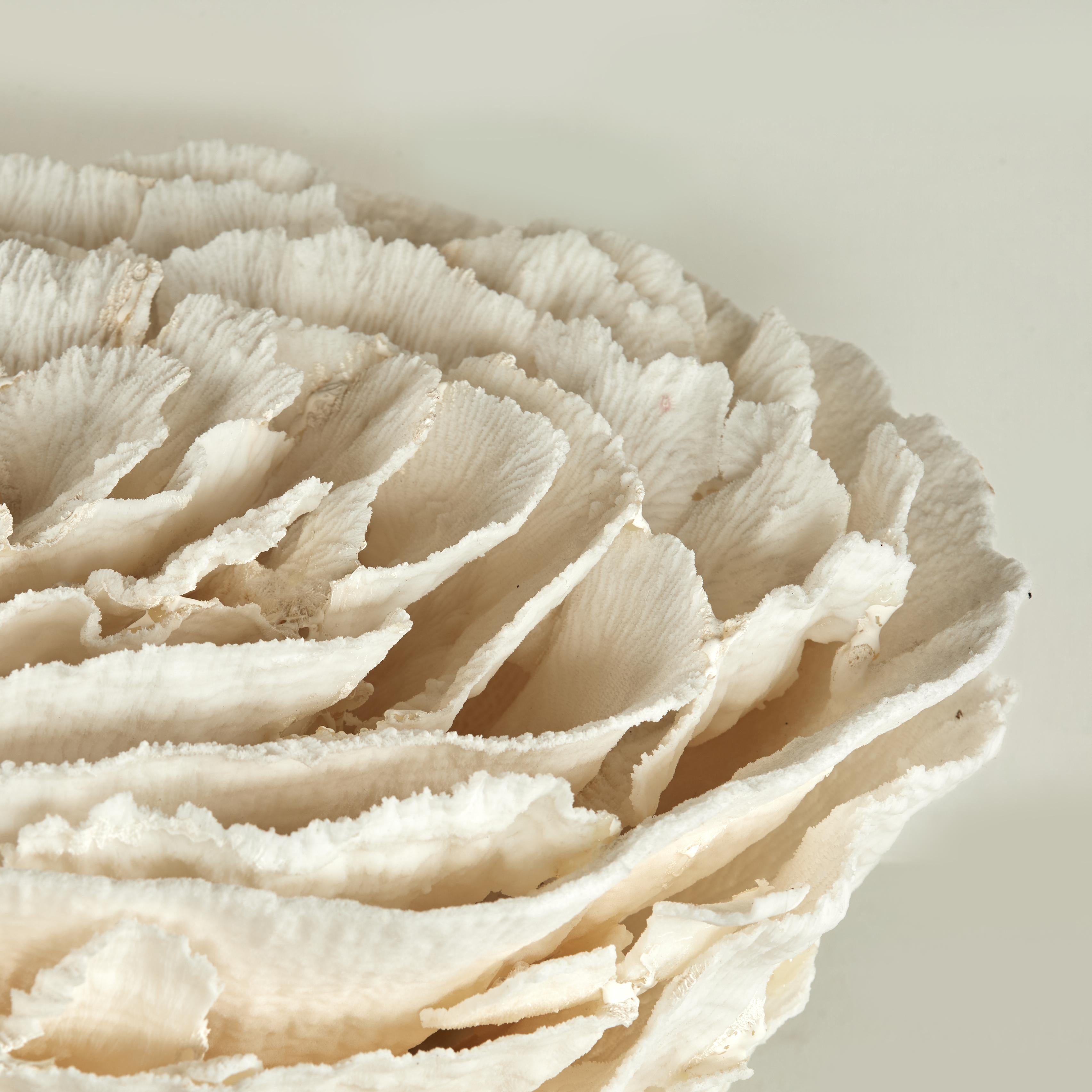 Centrotavola o scultura di corallo su base di pietra coquina in vendita 5