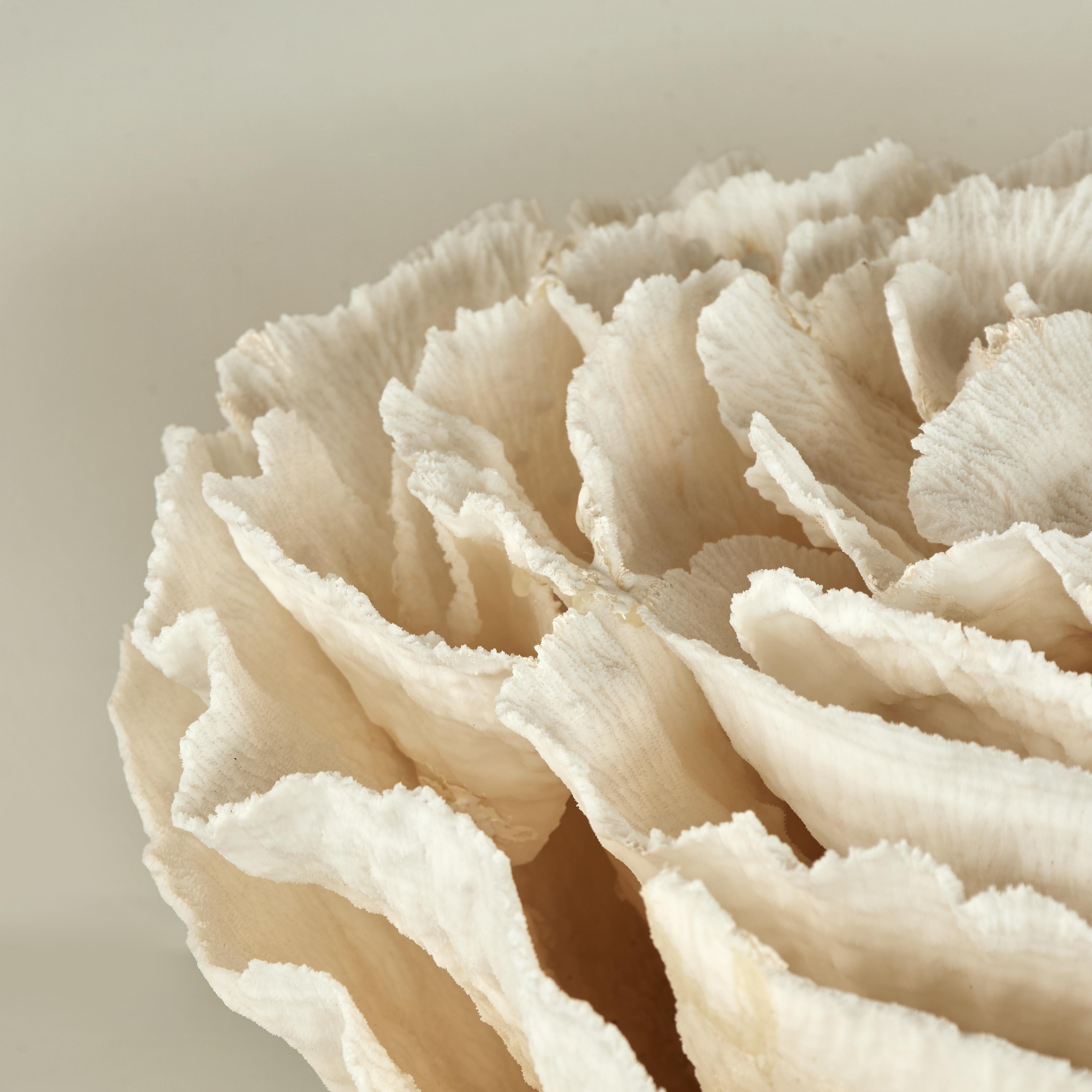 Centrotavola o scultura di corallo su base di pietra coquina in vendita 3