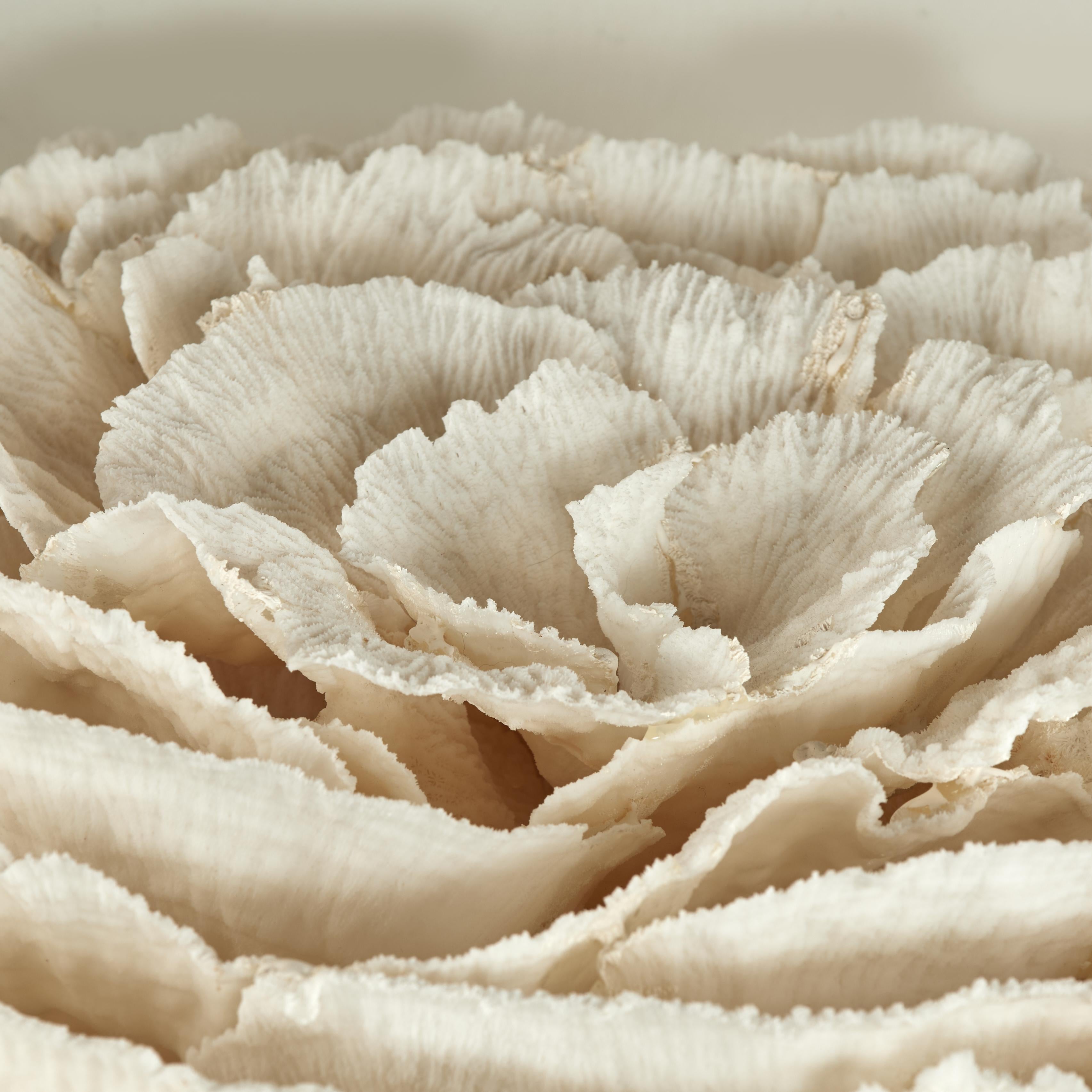 Centrotavola o scultura di corallo su base di pietra coquina in vendita 4