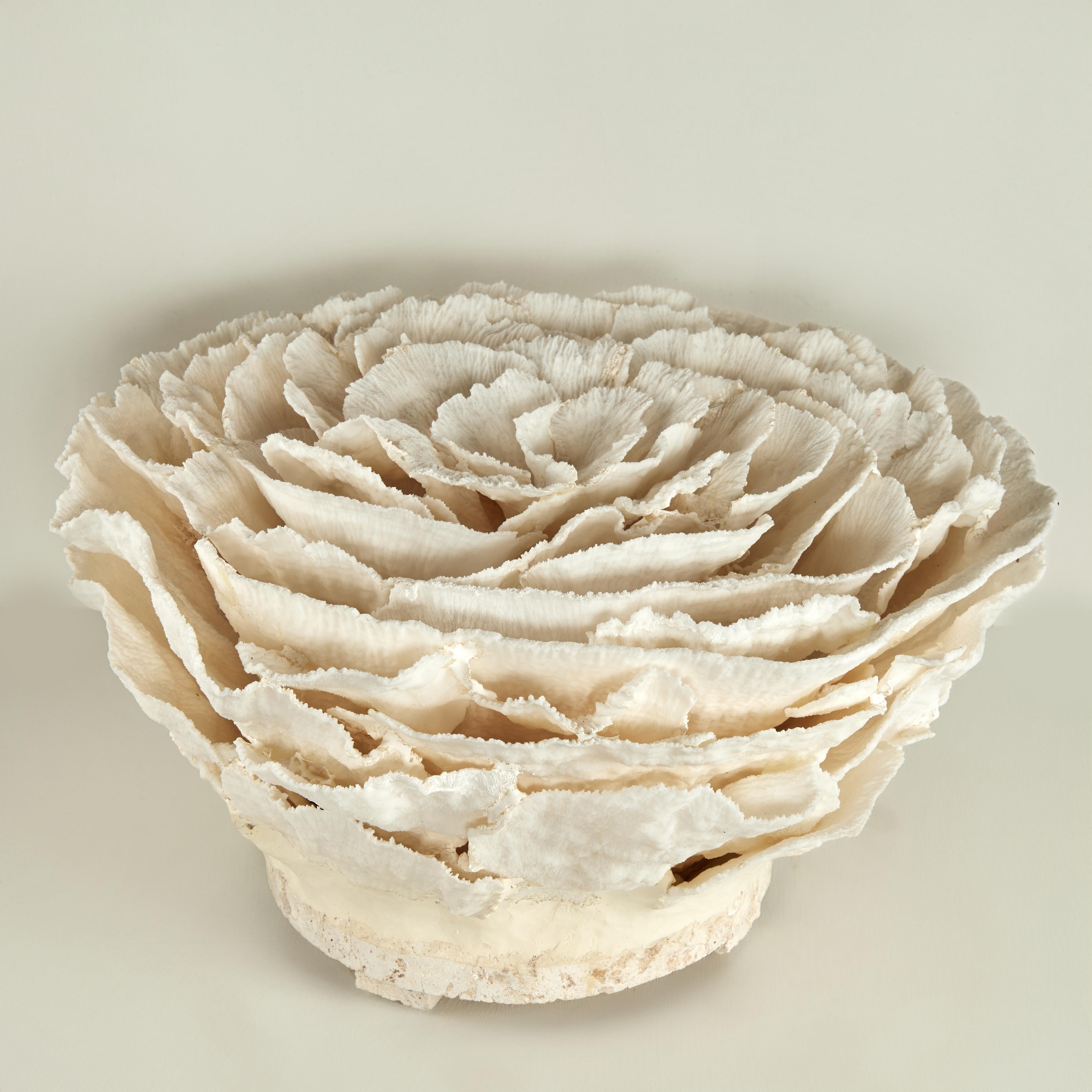 Abstract Sculpture di F.S. Henemader - Centrotavola o scultura di corallo su base di pietra coquina